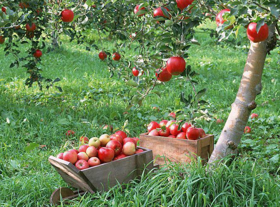 リンゴの木の壁紙,自然食品,フルーツ,工場,林檎,食物