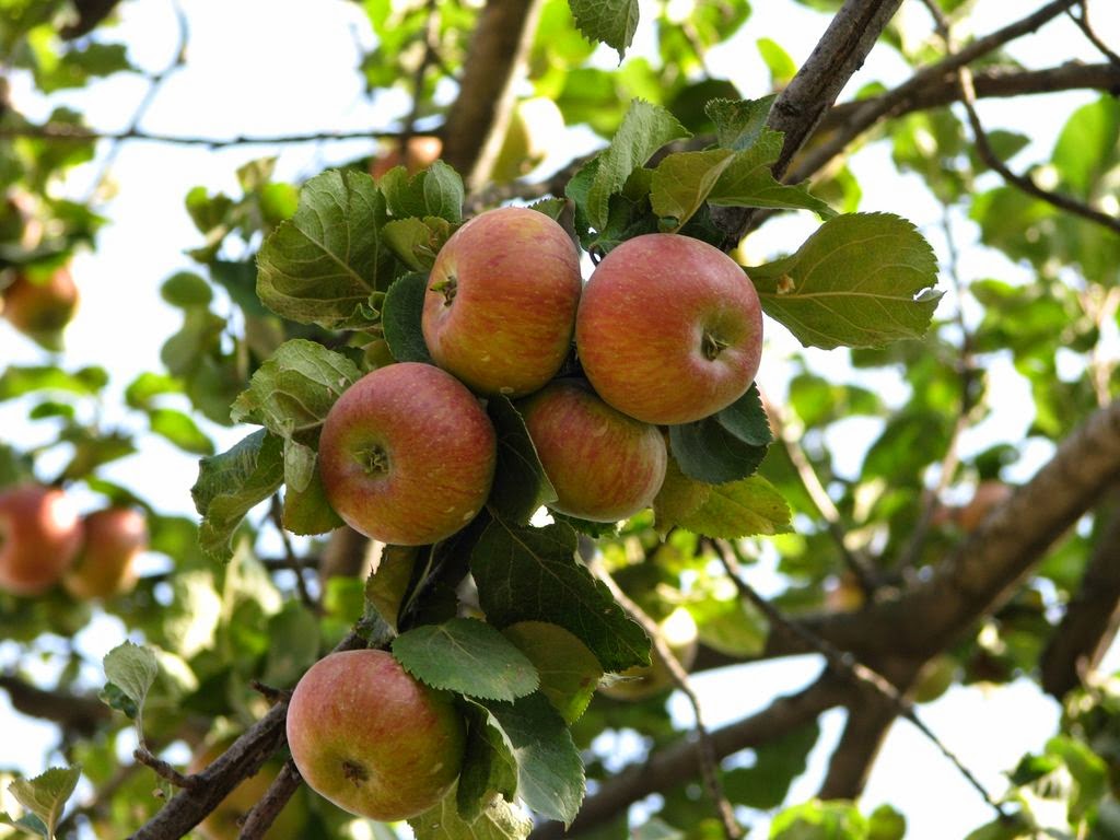 apple tree wallpaper,fruit tree,fruit,plant,food,flowering plant