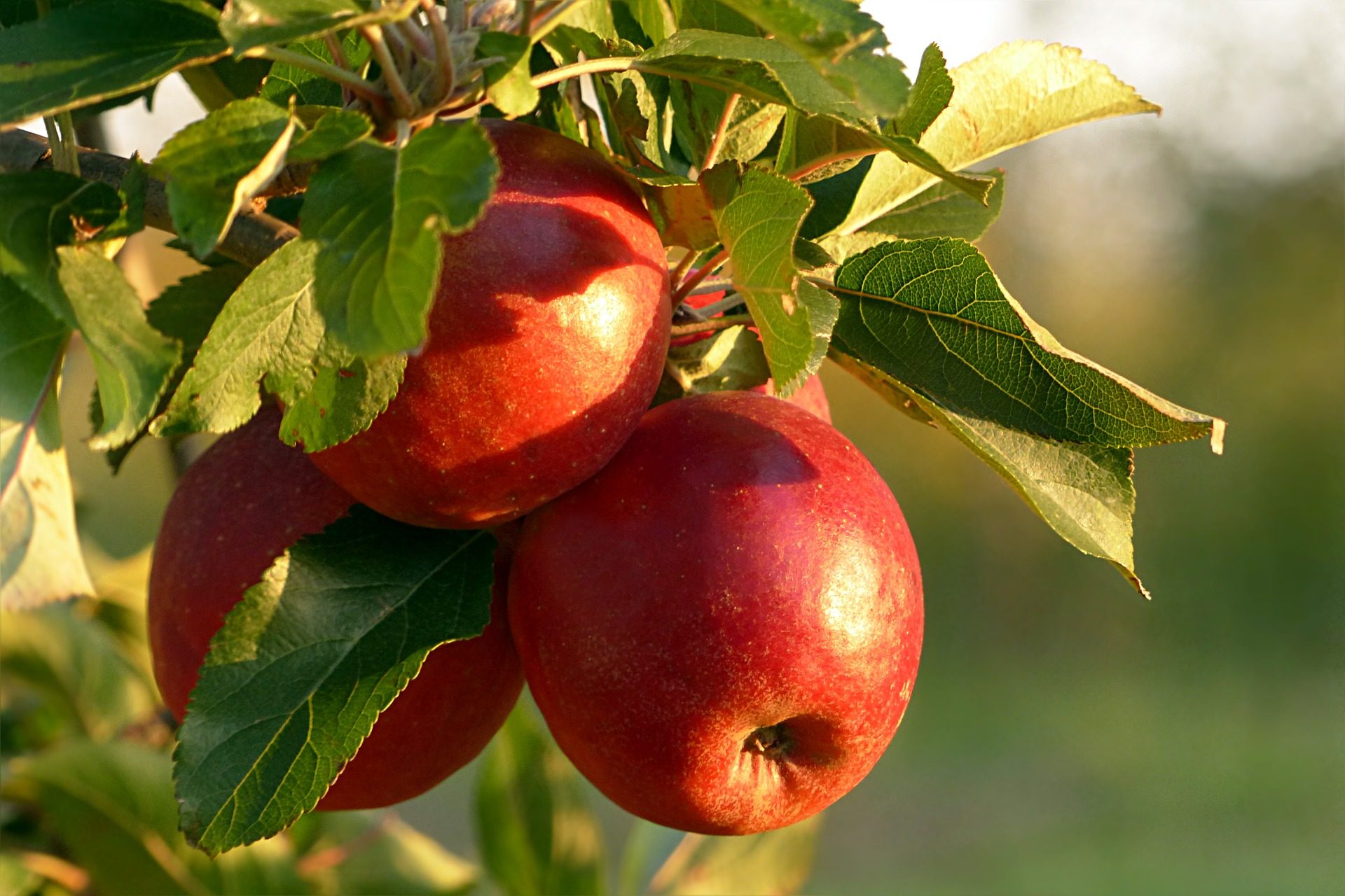 apple tree wallpaper,fruit,european plum,plant,apple,food