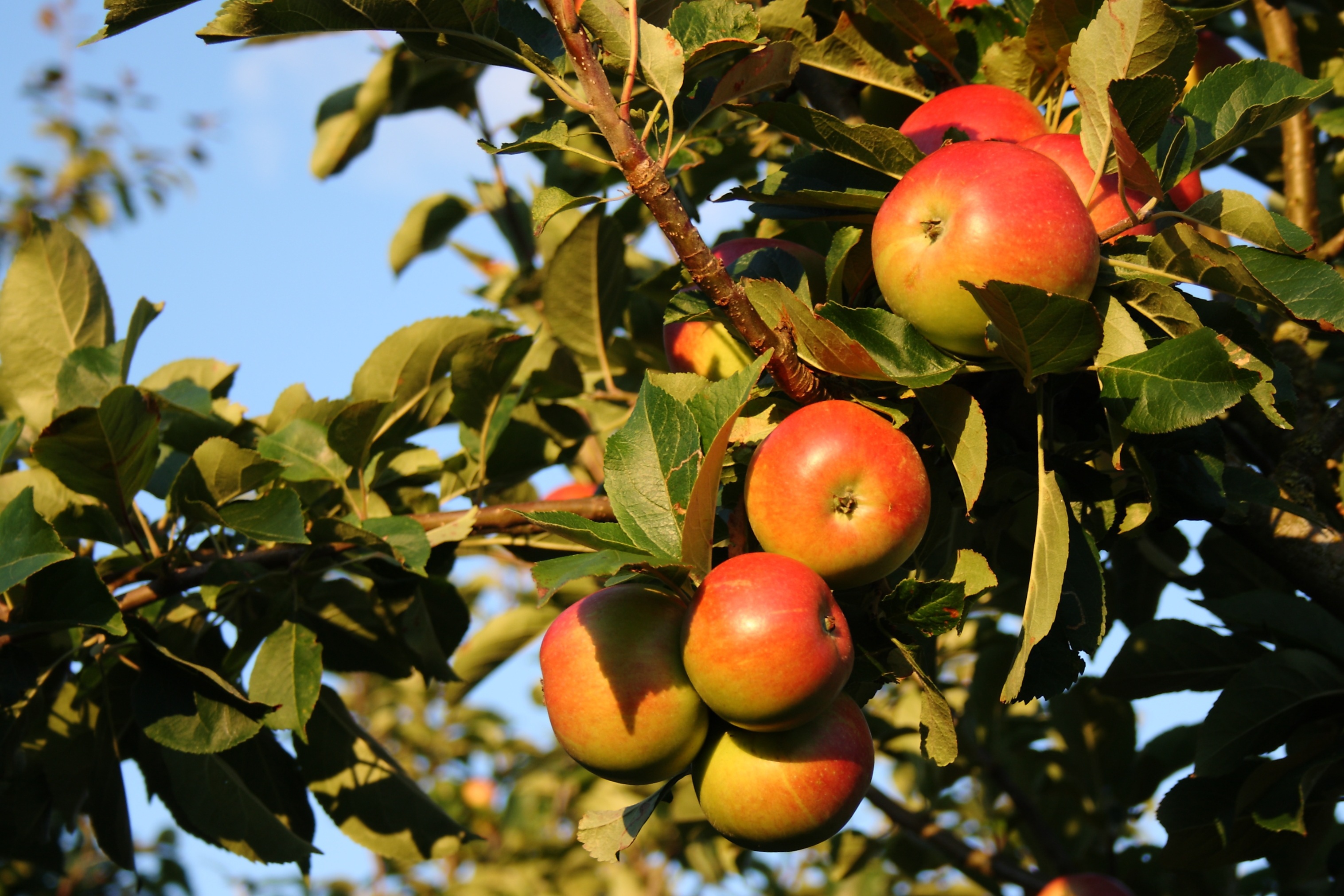 apple tree wallpaper,flowering plant,fruit tree,fruit,plant,tree