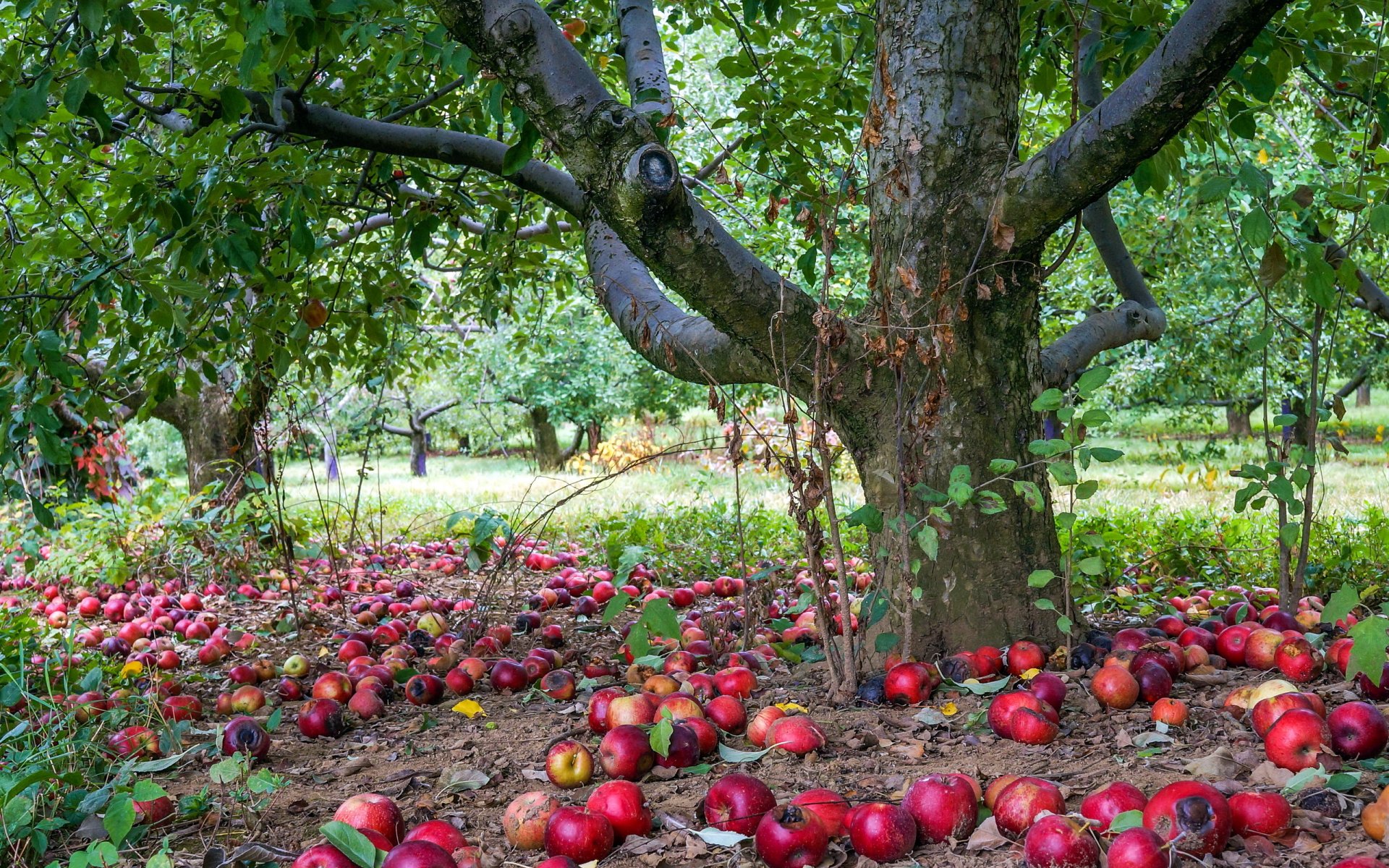 fondo de pantalla de manzano,árbol,manzana,planta,fruta,árbol de frutas