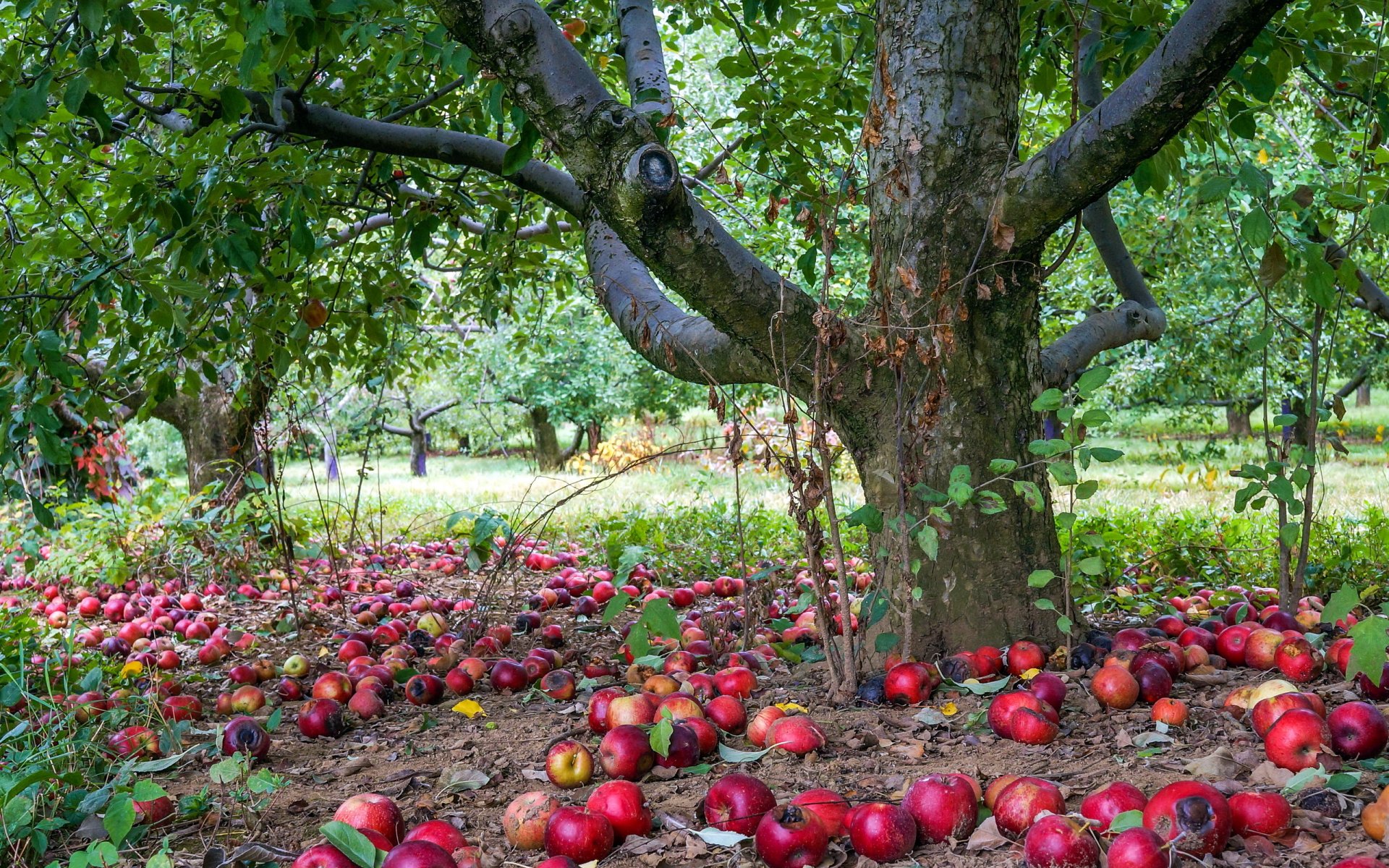 apple tree wallpaper,tree,apple,plant,fruit,fruit tree