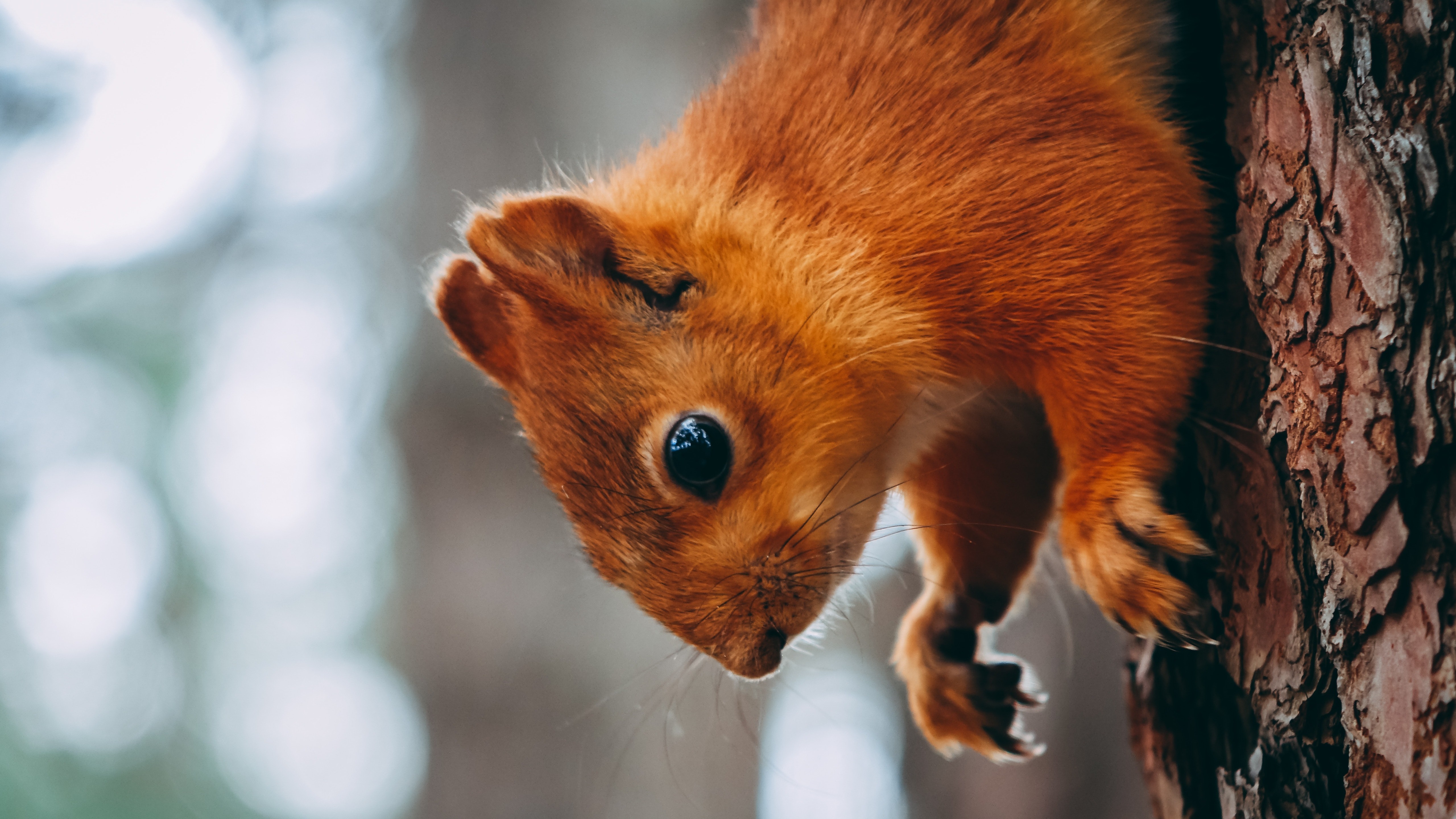 Squirrel Gifsterms Of Use - 2m5vboo