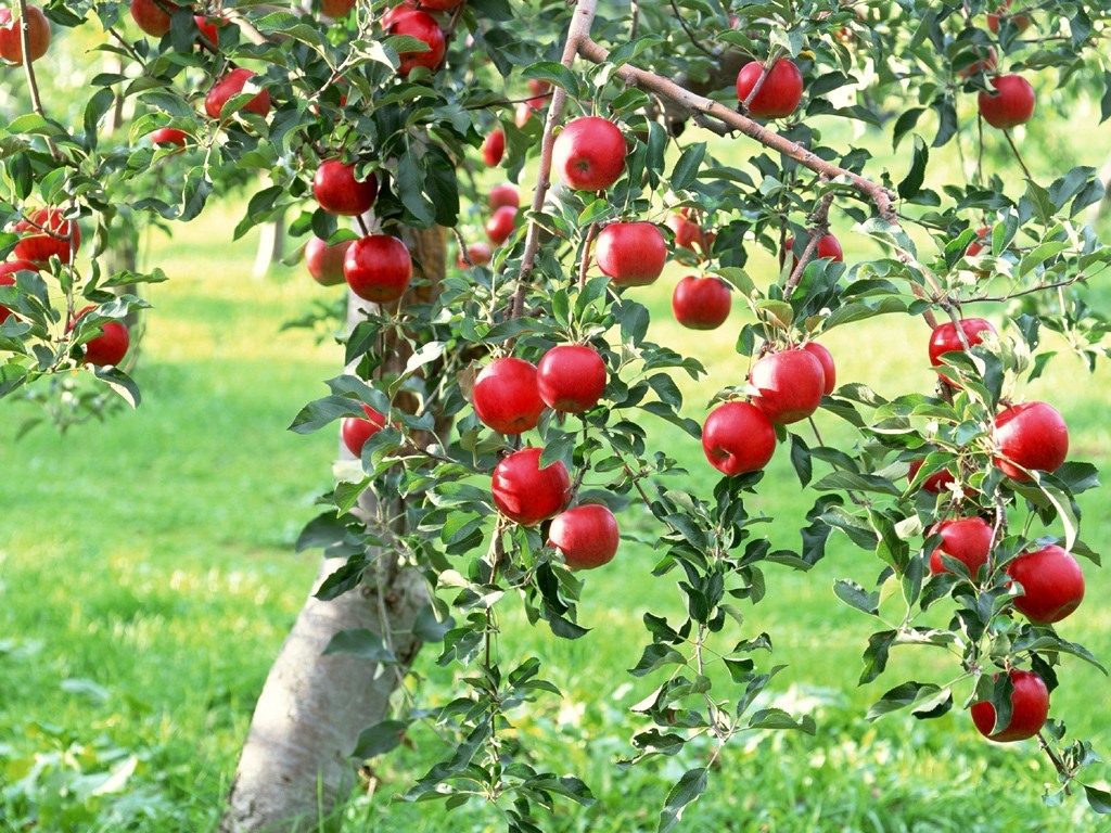 リンゴの木の壁紙,開花植物,工場,フルーツ,花,林檎