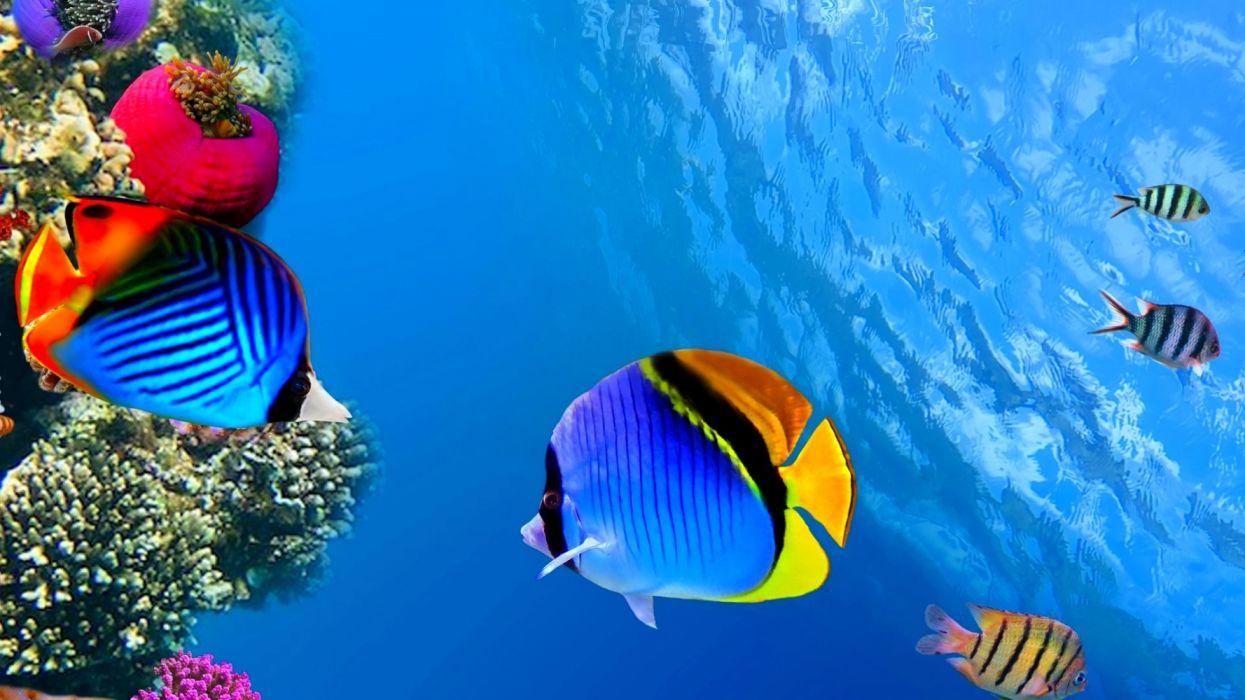 sfondi e,pesce,pesci di barriera corallina,biologia marina,subacqueo,pesce