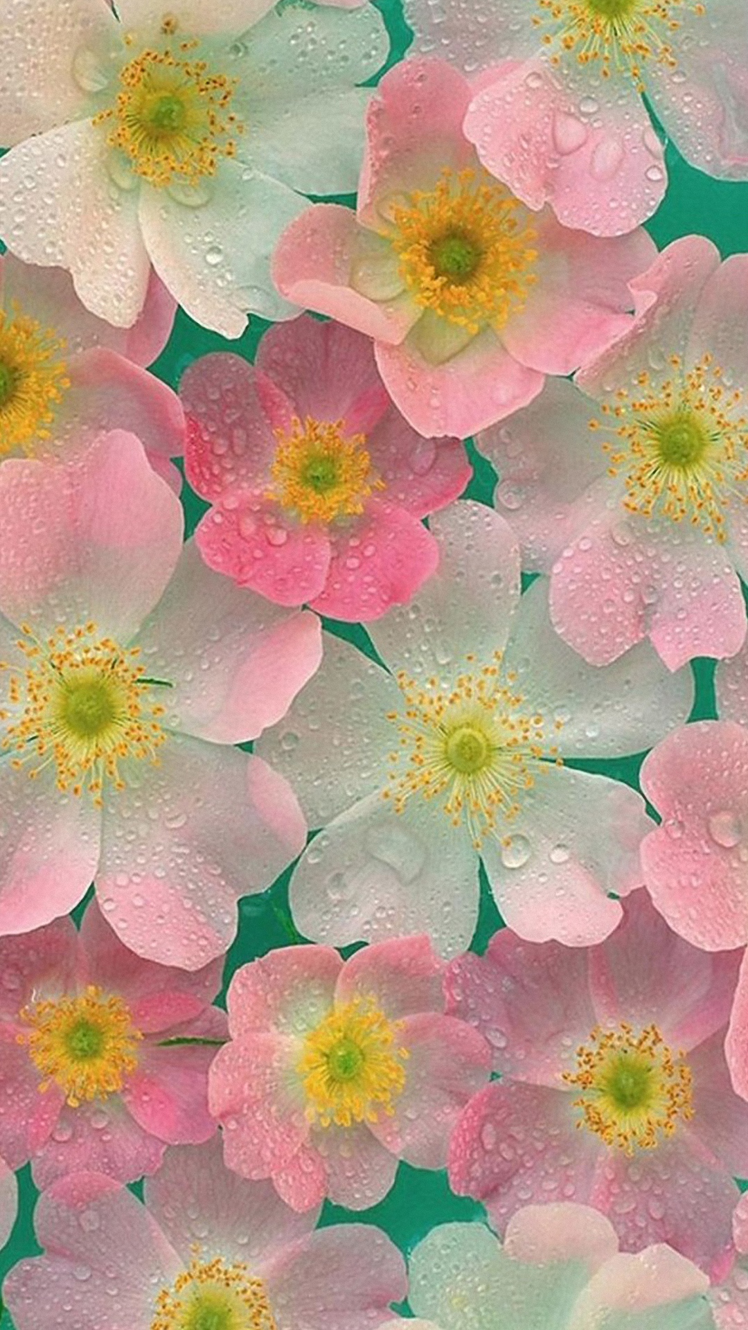 fonds d'écran colorés hd pour mobile,fleur,pétale,rose,plante,plante à fleurs