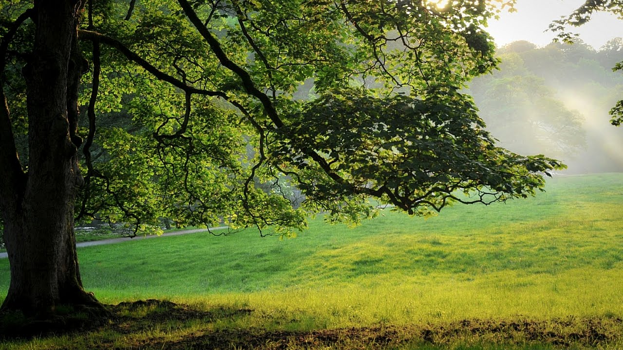 오크 벽지,자연 경관,나무,초록,자연,잔디