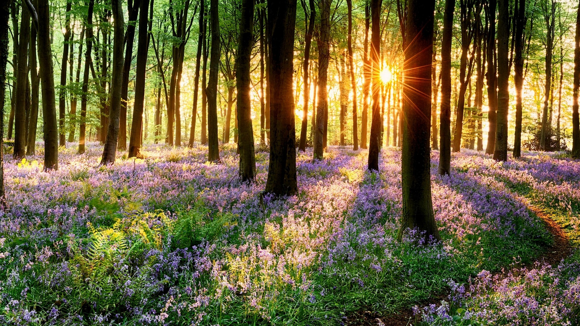 spring nature live wallpaper,natural landscape,nature,forest,woodland,tree