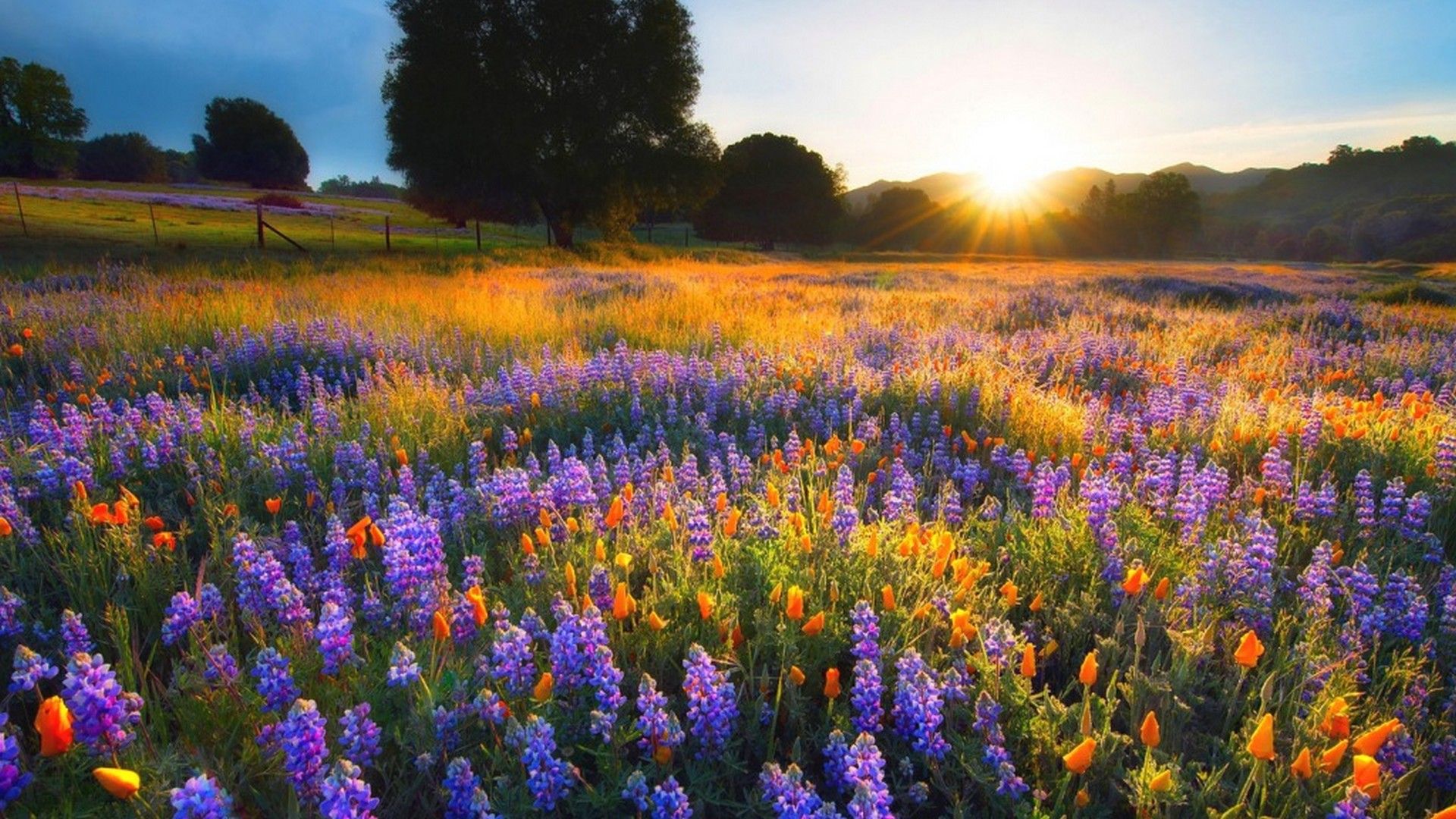 spring nature live wallpaper,flower,lavender,meadow,wildflower,plant