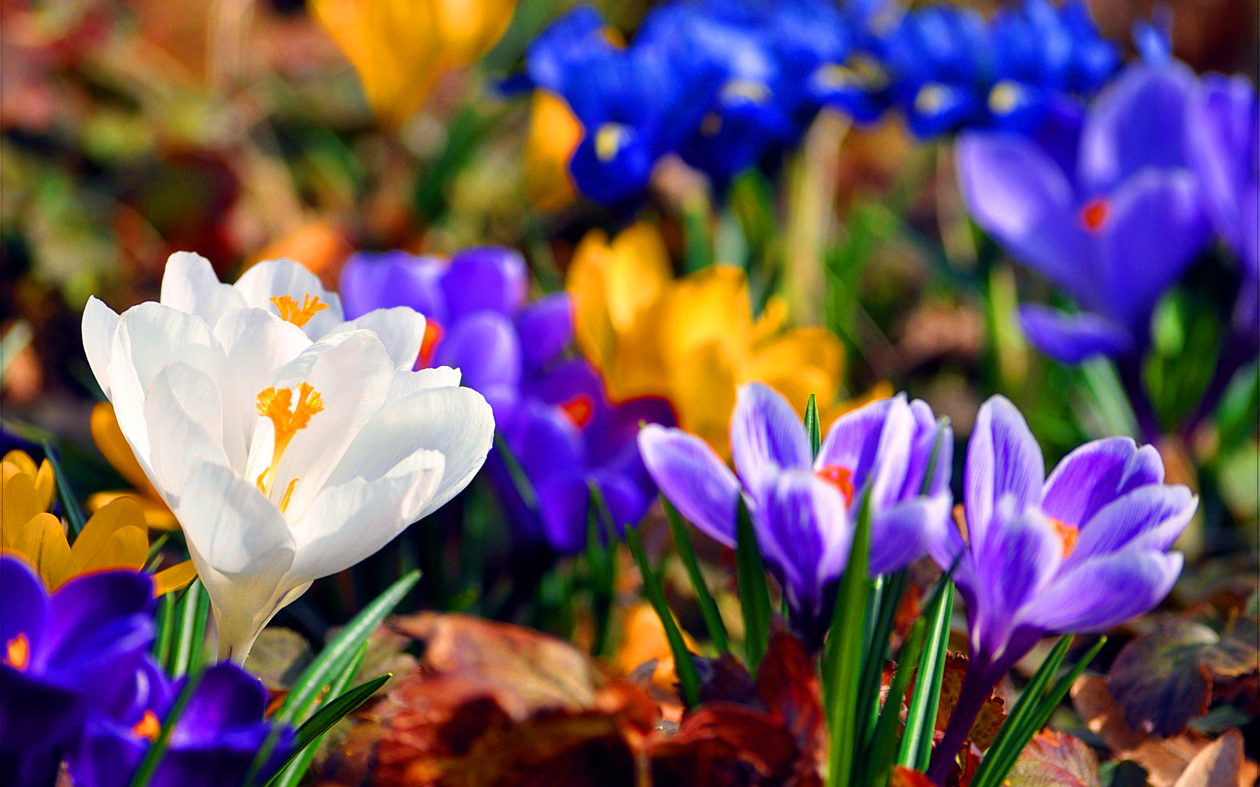 spring nature live wallpaper,flower,cretan crocus,flowering plant,tommie crocus,petal