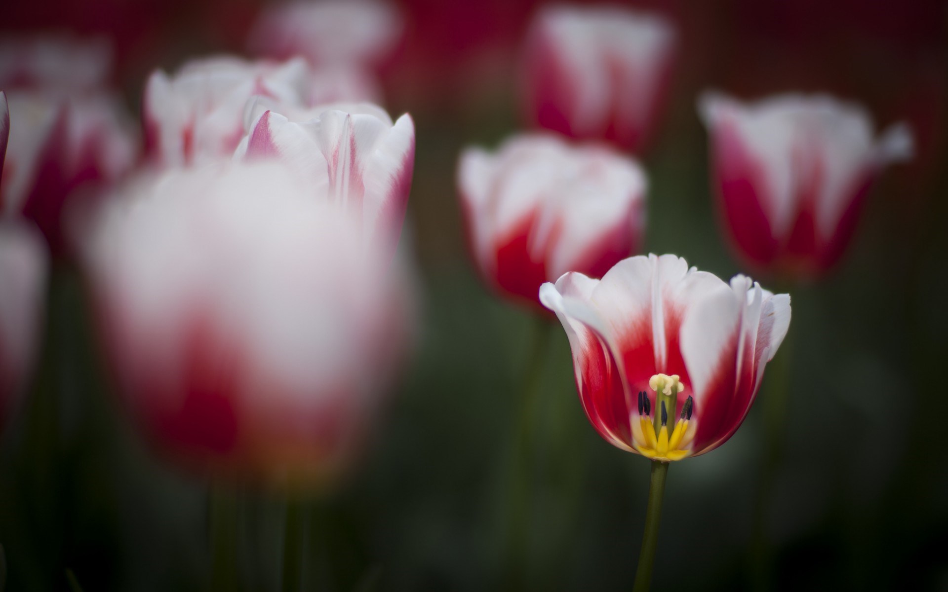 primavera naturaleza live wallpaper,flor,planta floreciendo,pétalo,tulipán,rojo