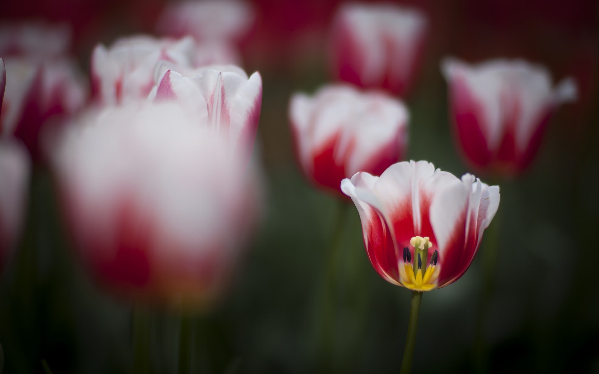 spring nature live wallpaper,flower,flowering plant,petal,tulip,red