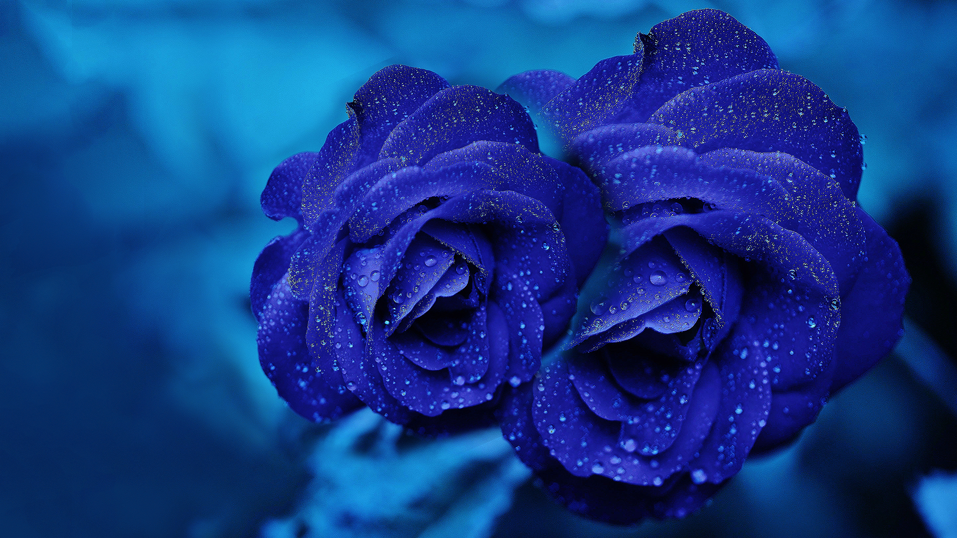 바탕 화면 배경 무늬 모음,꽃,장미,푸른,꽃 피는 식물,파란 장미