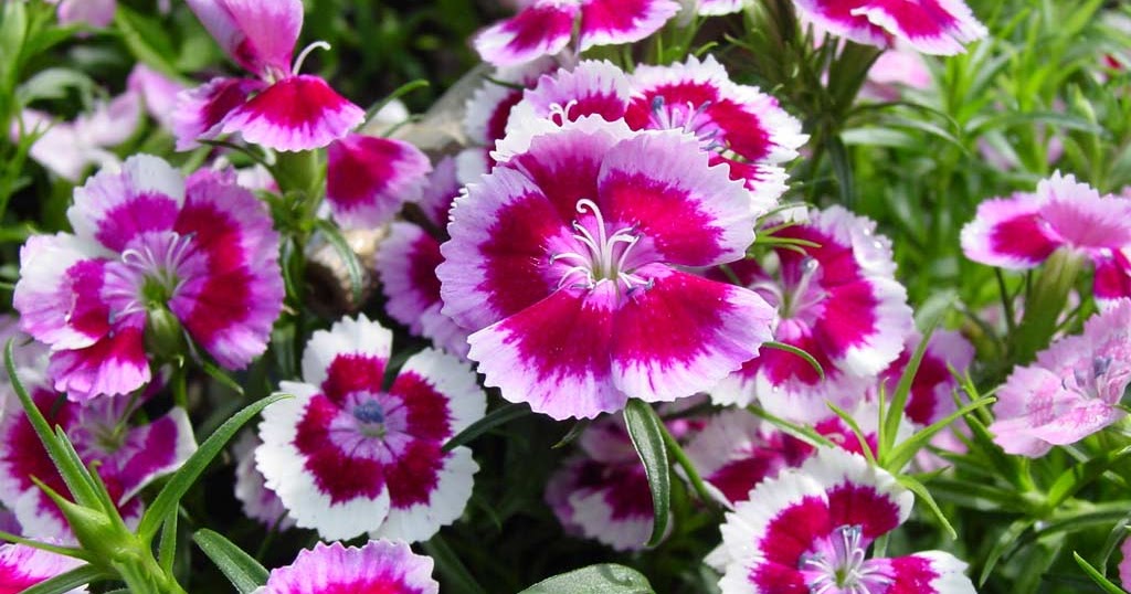 raccolte di sfondi per desktop,fiore,pianta fiorita,pianta,petalo,dianthus