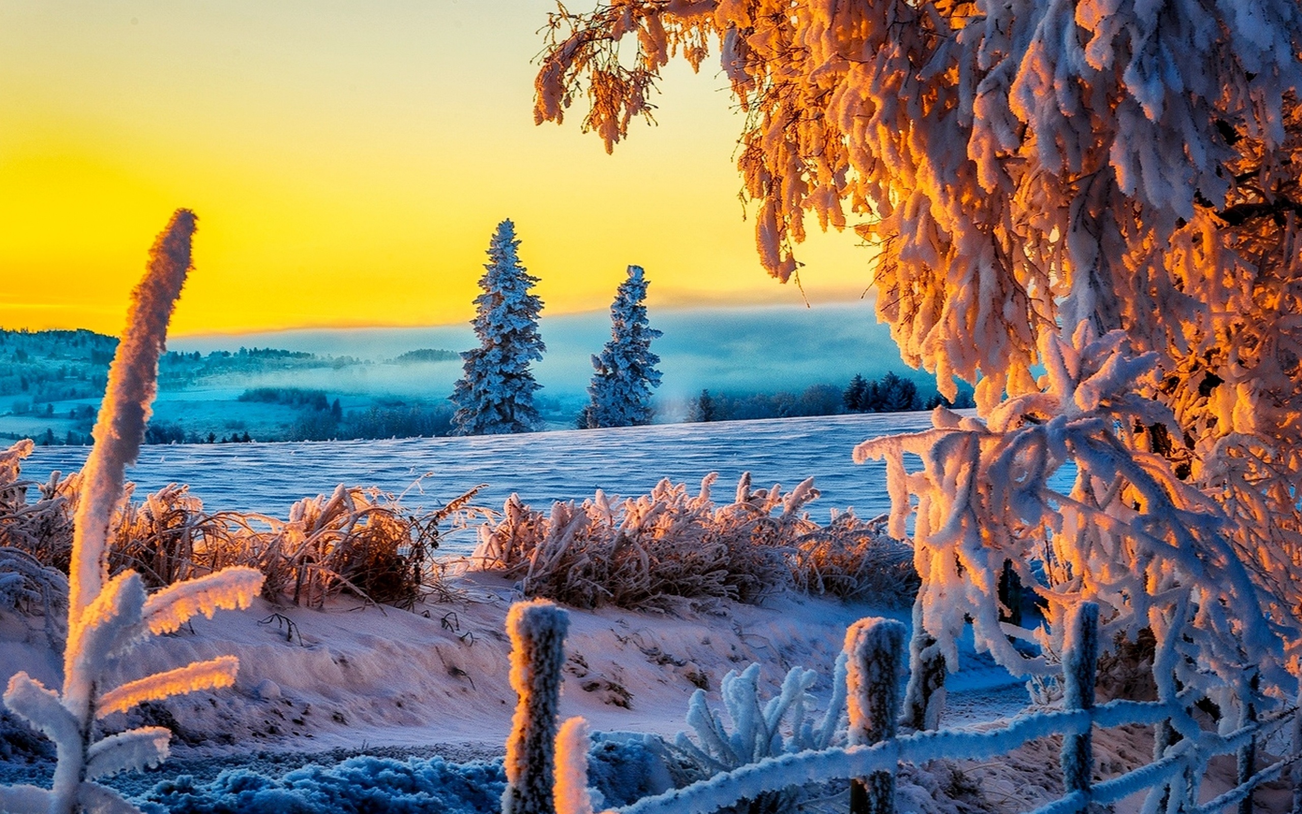 デスクトップ壁紙コレクション,自然,自然の風景,空,木,冬