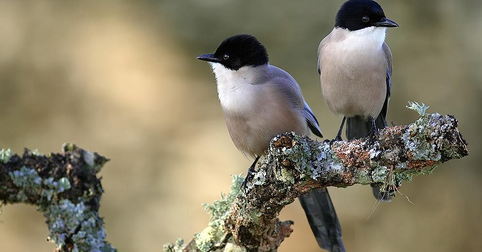 바탕 화면 배경 무늬 모음,새,야생 동물,앉은 새,구세계 flycatcher,동부 킹 버드