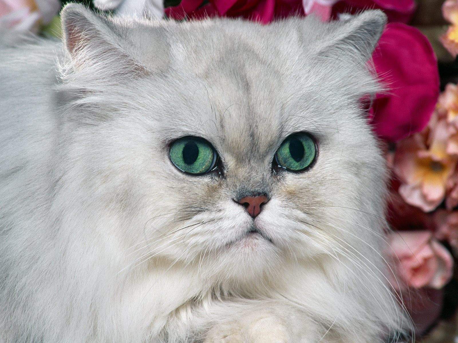 デスクトップ壁紙コレクション,ネコ,中型から中型の猫,ネコ科,ひげ,ペルシア語