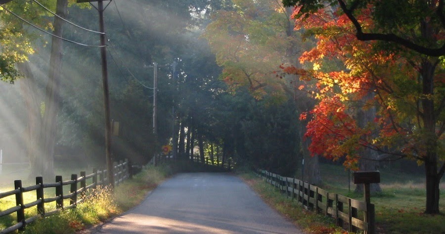 デスクトップ壁紙コレクション,自然の風景,自然,木,葉,道路