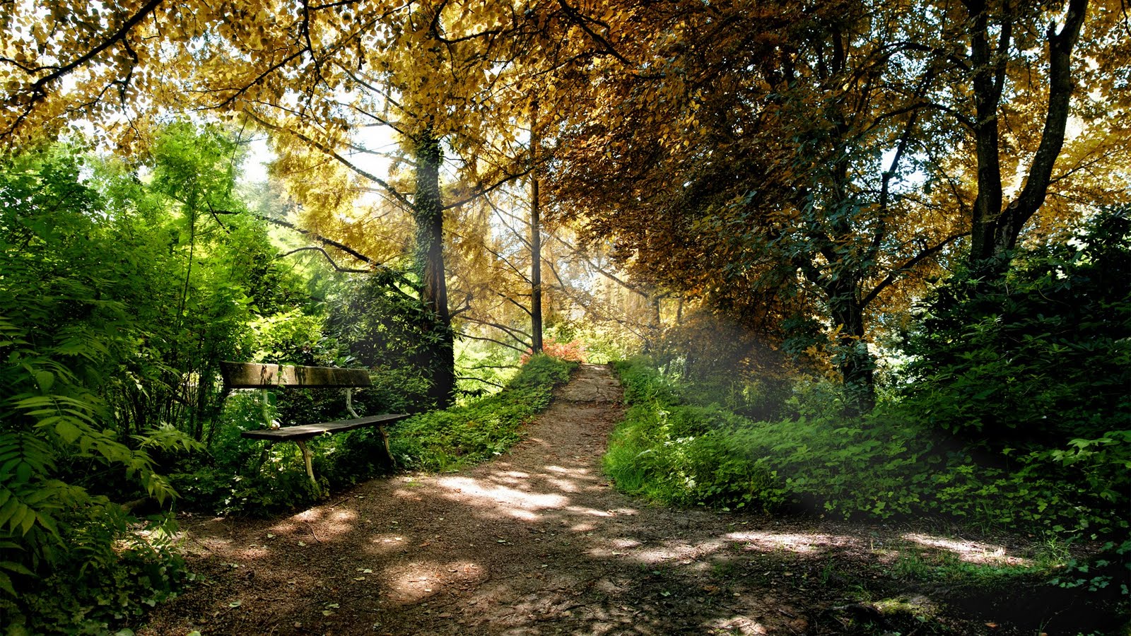 fond d'écran hd pc 1366x768,paysage naturel,la nature,arbre,forêt,des bois