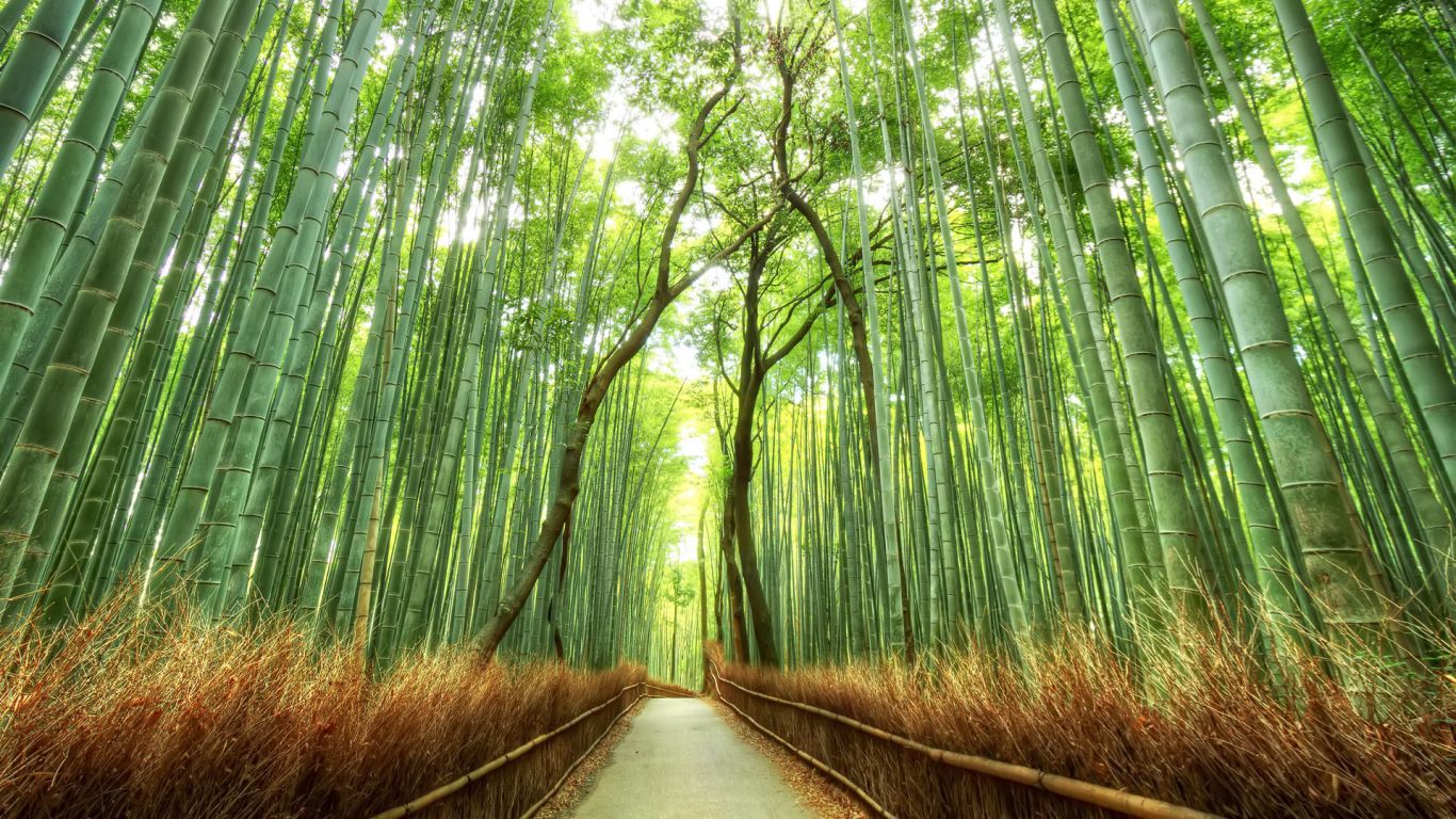 fond d'écran hd pc 1366x768,paysage naturel,la nature,arbre,vert,bambou