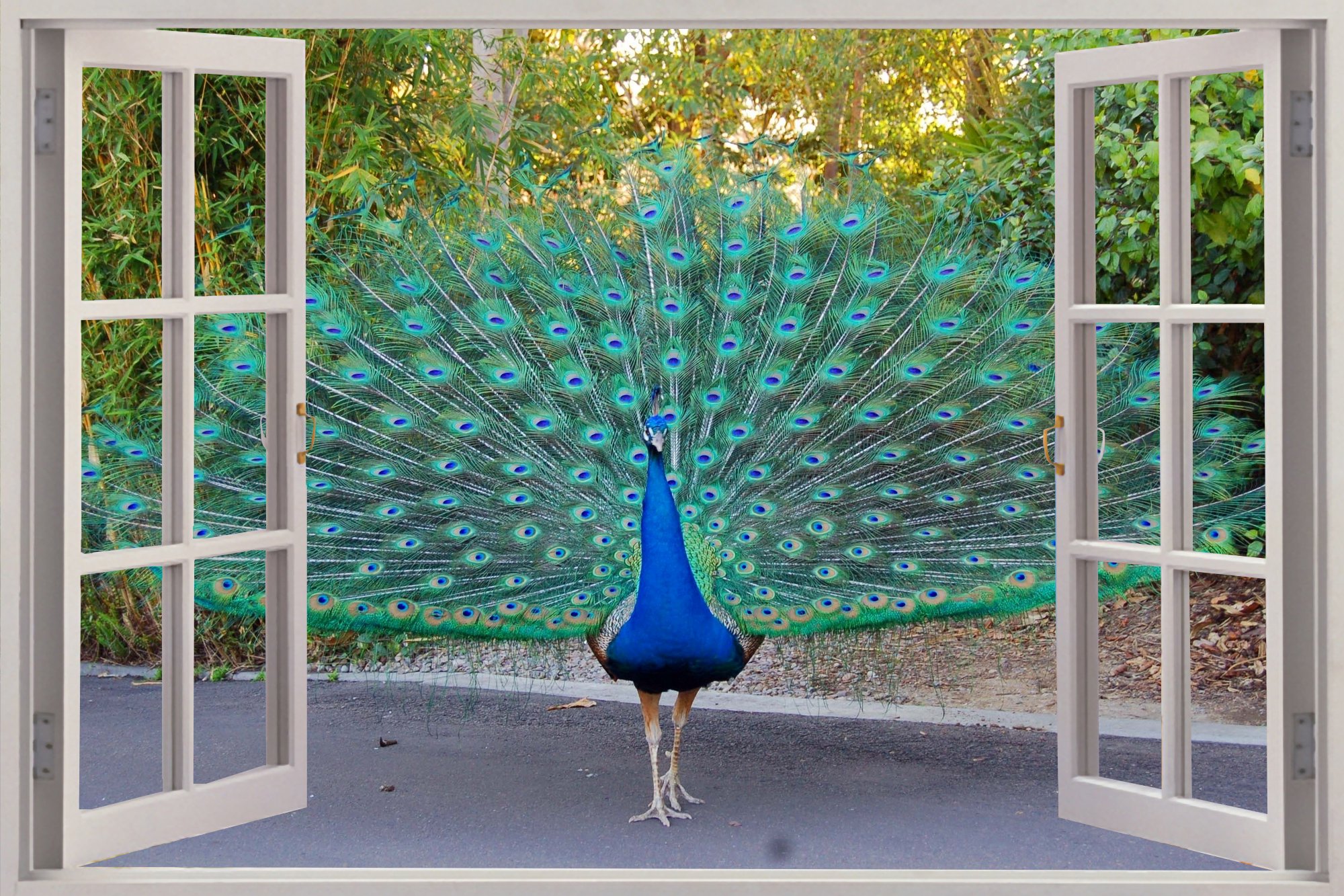papel pintado de pavo real para paredes,azul,pájaro,árbol,ventana,diseño de interiores
