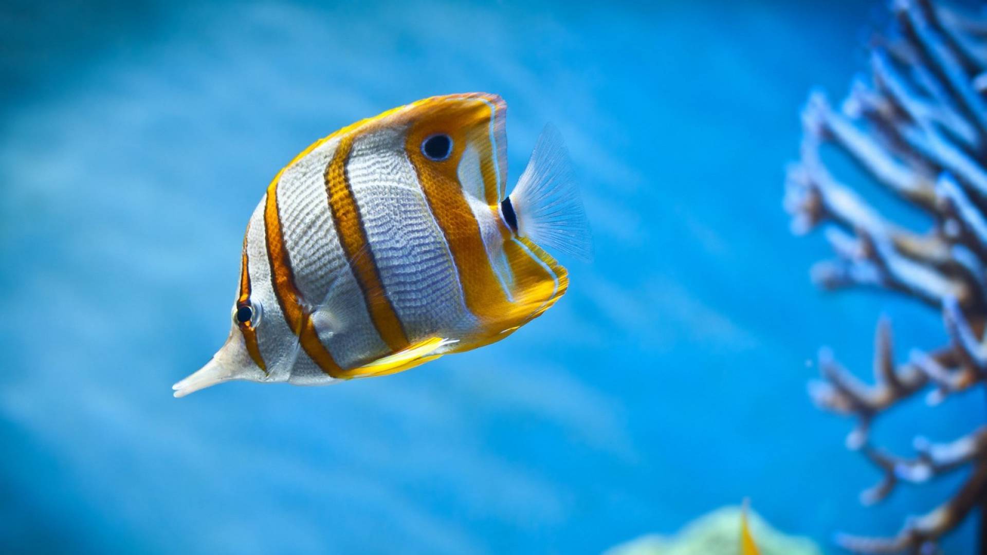 papel pintado de pescado para paredes,pez,biología marina,peces de arrecife de coral,submarino,azul