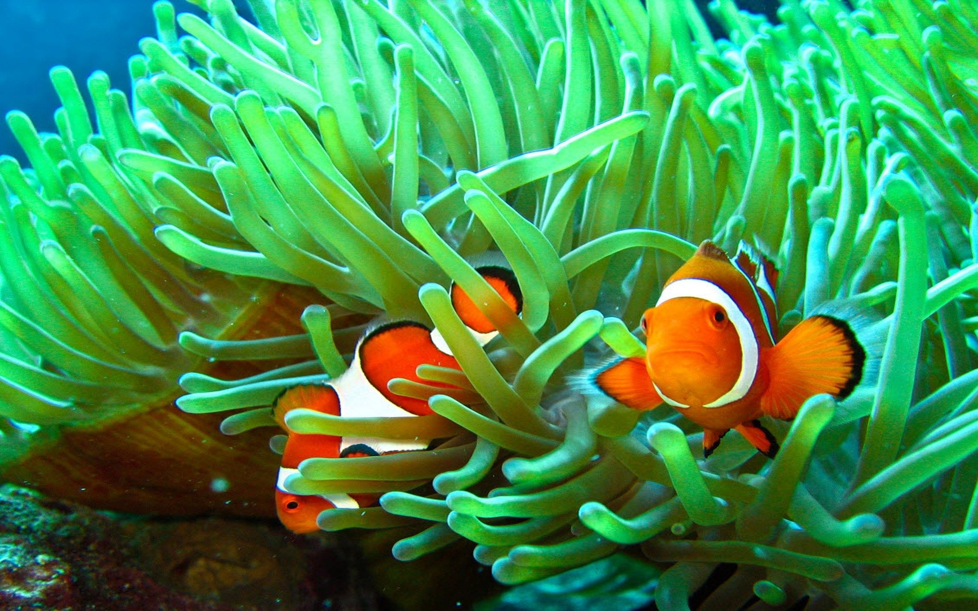 fish wallpaper for walls,sea anemone,anemone fish,clownfish,fish,marine biology