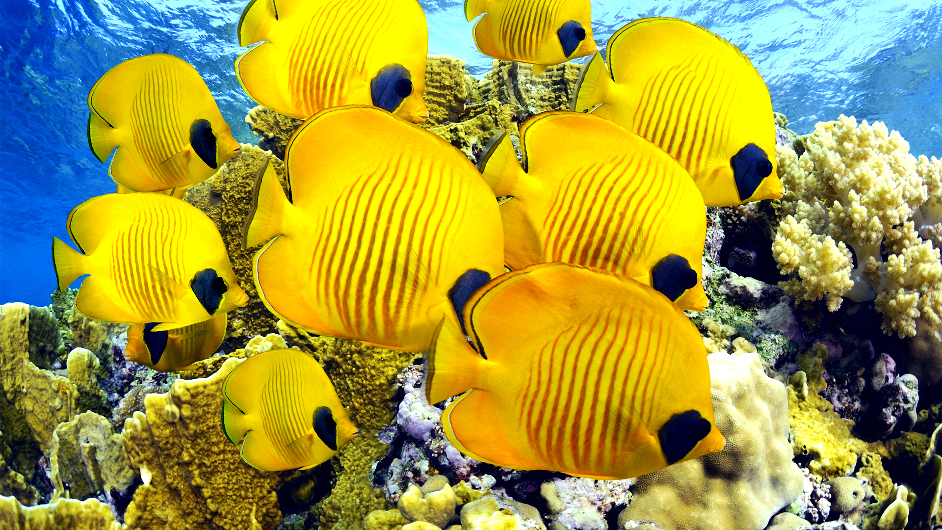 papel pintado de pescado para paredes,pez,peces de arrecife de coral,submarino,biología marina,arrecife de coral