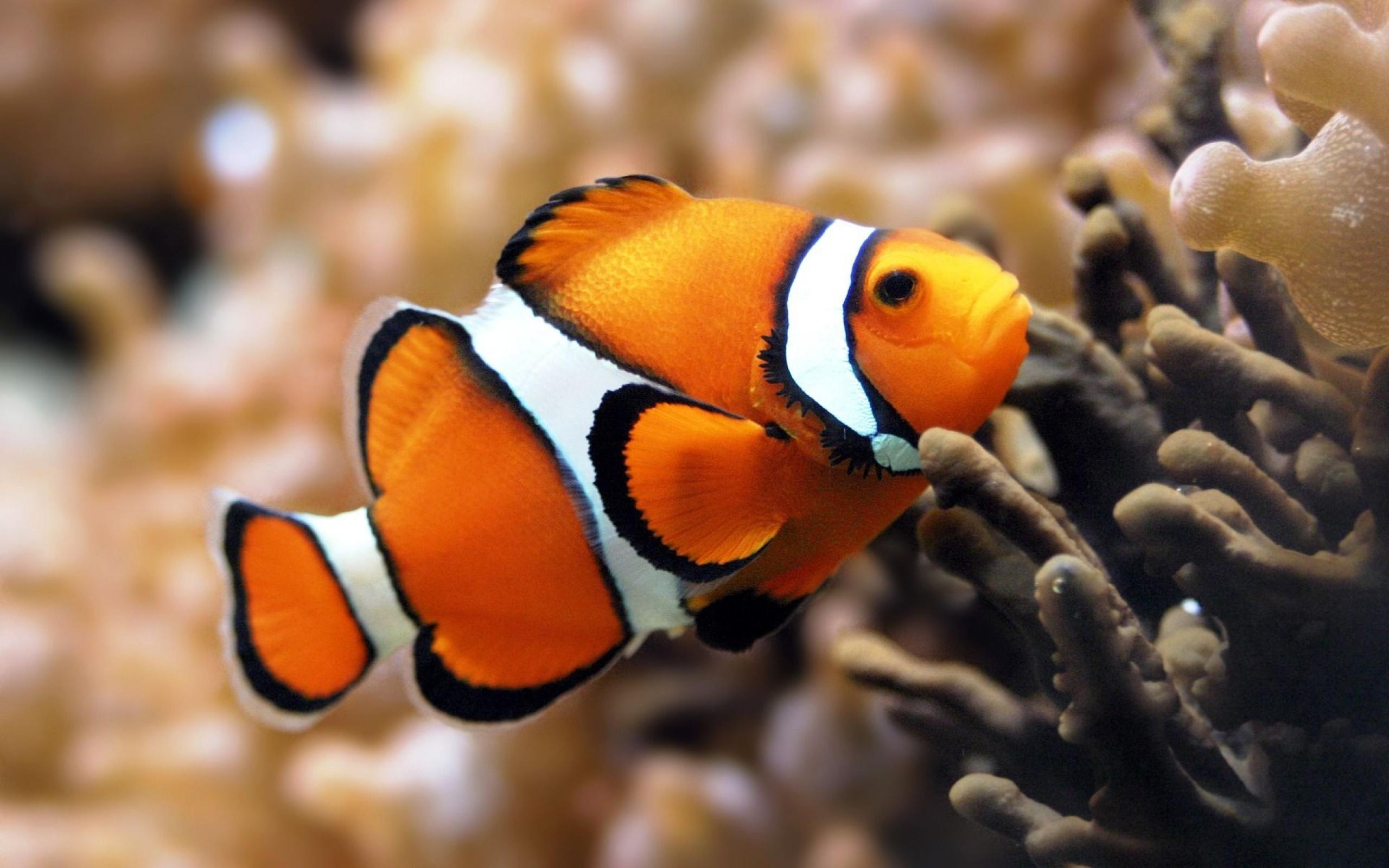 fish wallpaper for walls,pomacentridae,fish,anemone fish,clownfish,fish