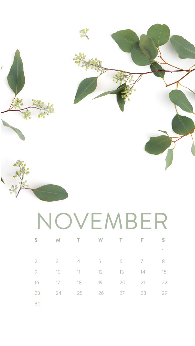 11 월 아이폰 배경 화면,꽃,식물,잎,꽃 피는 식물,모의 오렌지