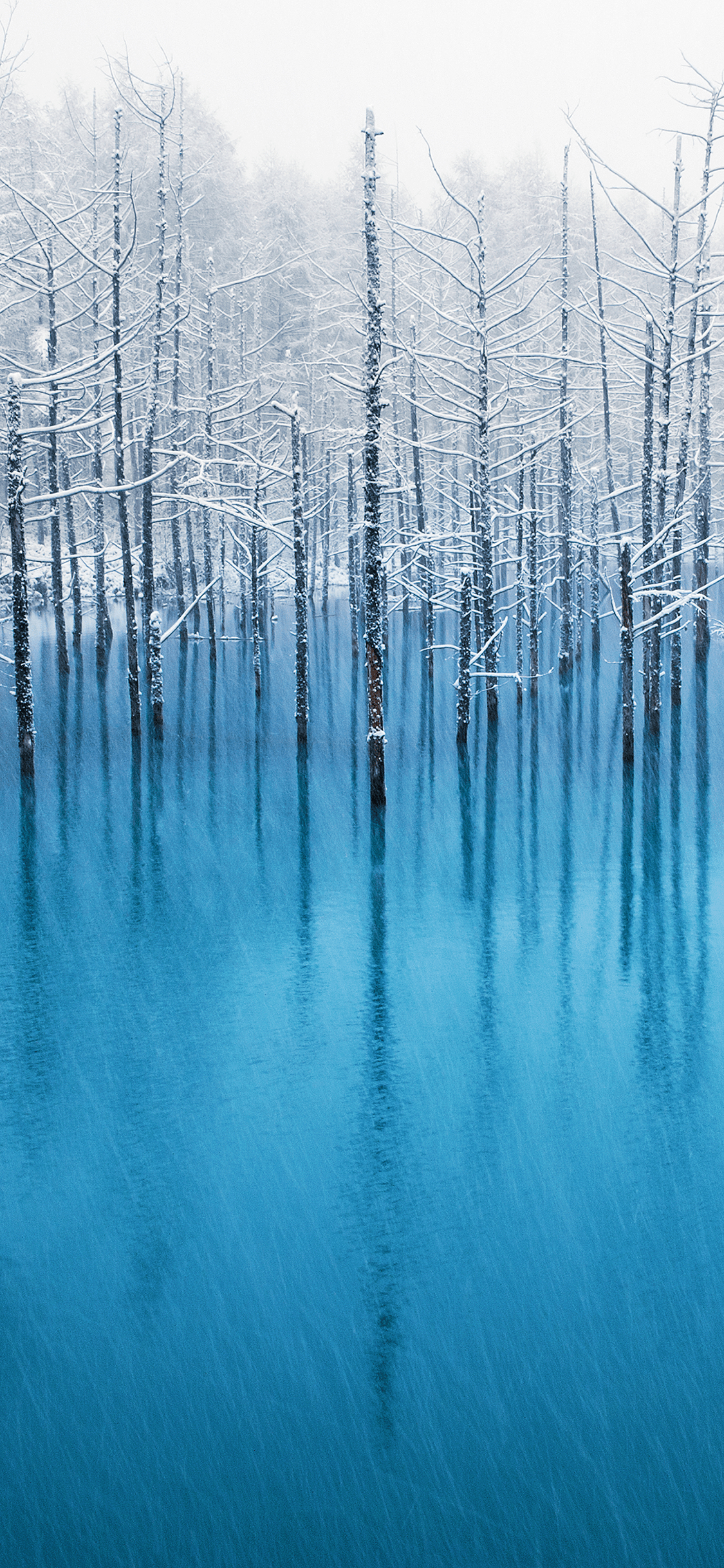 fond d'écran iphone 2017,bleu,réflexion,la nature,paysage naturel,arbre