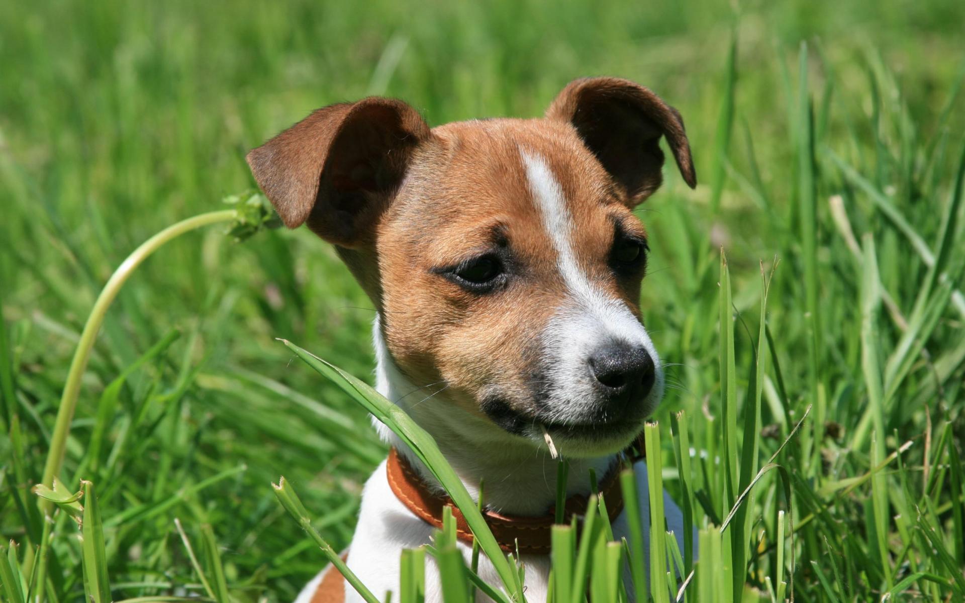 jack russell terrier tapeten,hund,russell terrier,begleithund,jack russell terrier