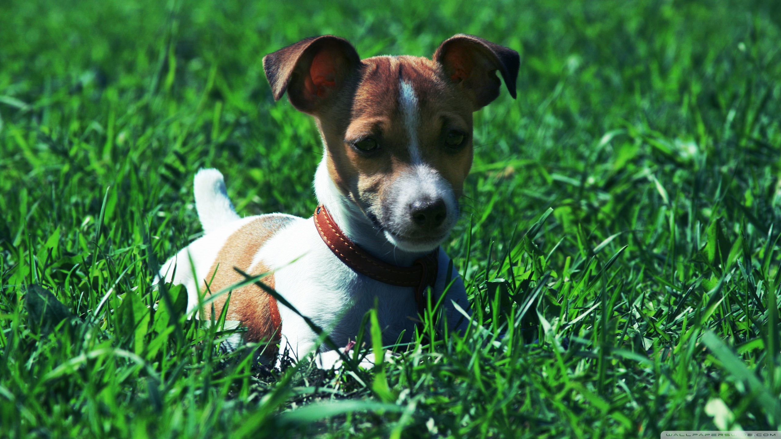 fondos de pantalla de jack russell terrier,perro,perro de compañía,russell terrier
