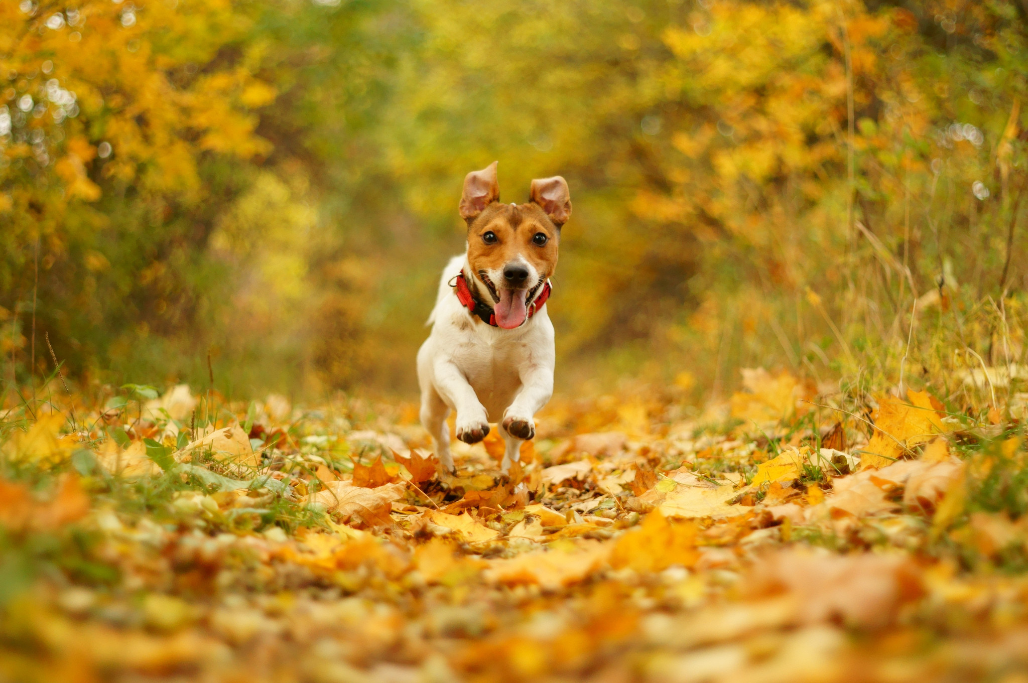 jack russell terrier wallpapers,dog,mammal,vertebrate,canidae,dog breed