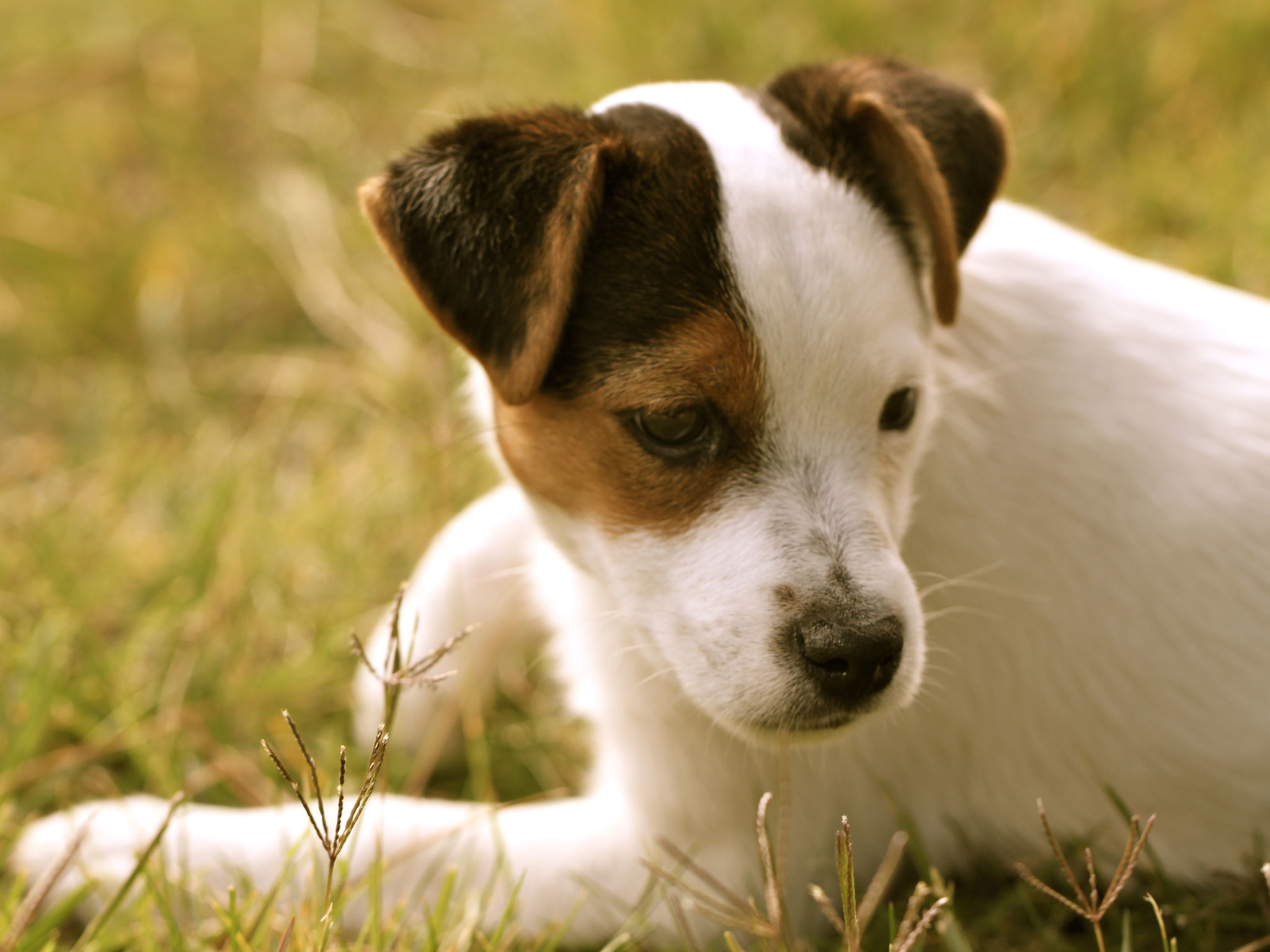 fondos de pantalla de jack russell terrier,perro,perro de compañía,perrito,russell terrier,jack russell terrier