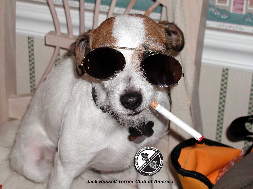 fonds d'écran jack russell terrier,chien,lunettes,chien de compagnie,museau,des lunettes de soleil