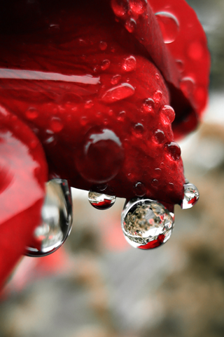 wallpaper pics for iphone,red,water,dew,drop,moisture