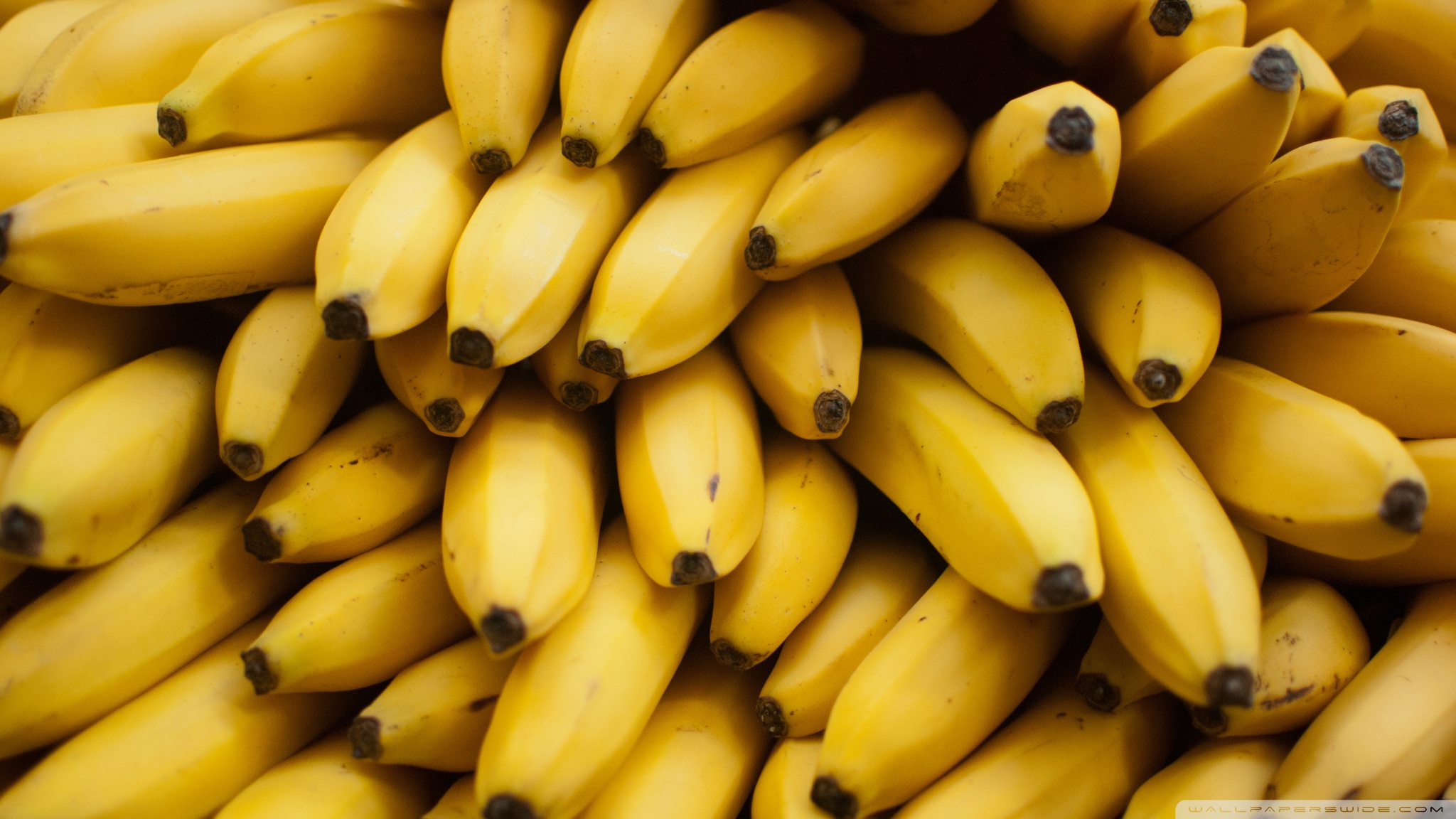 fondos de pantalla de plátanos,familia bananera,alimentos naturales,plátano,amarillo,fruta