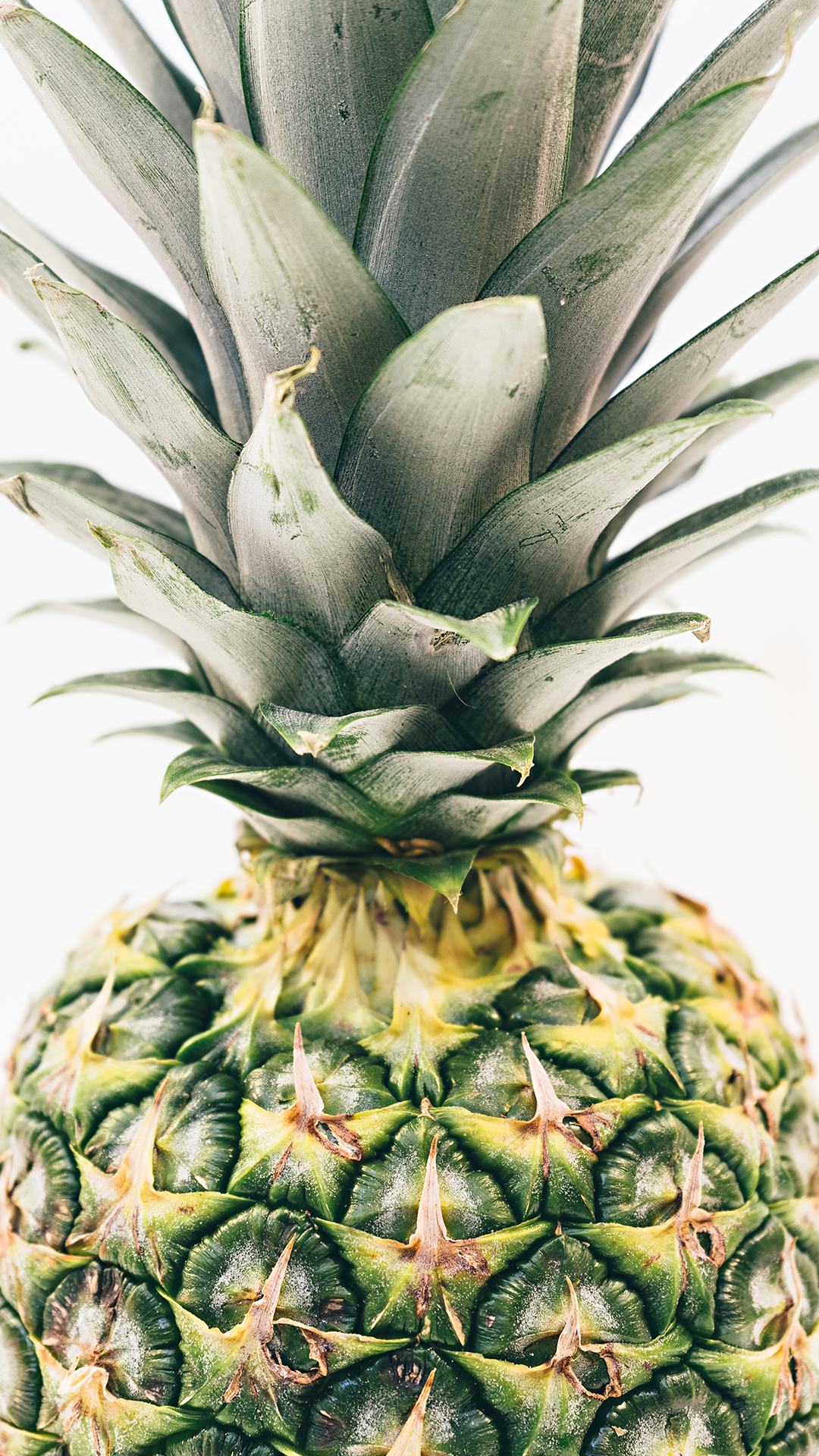 pineapple wallpaper for iphone,pineapple,ananas,plant,fruit,food