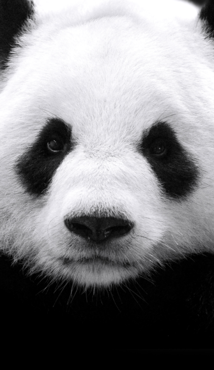 fond d'écran panda tumblr,panda,blanc,ours,animal terrestre,museau