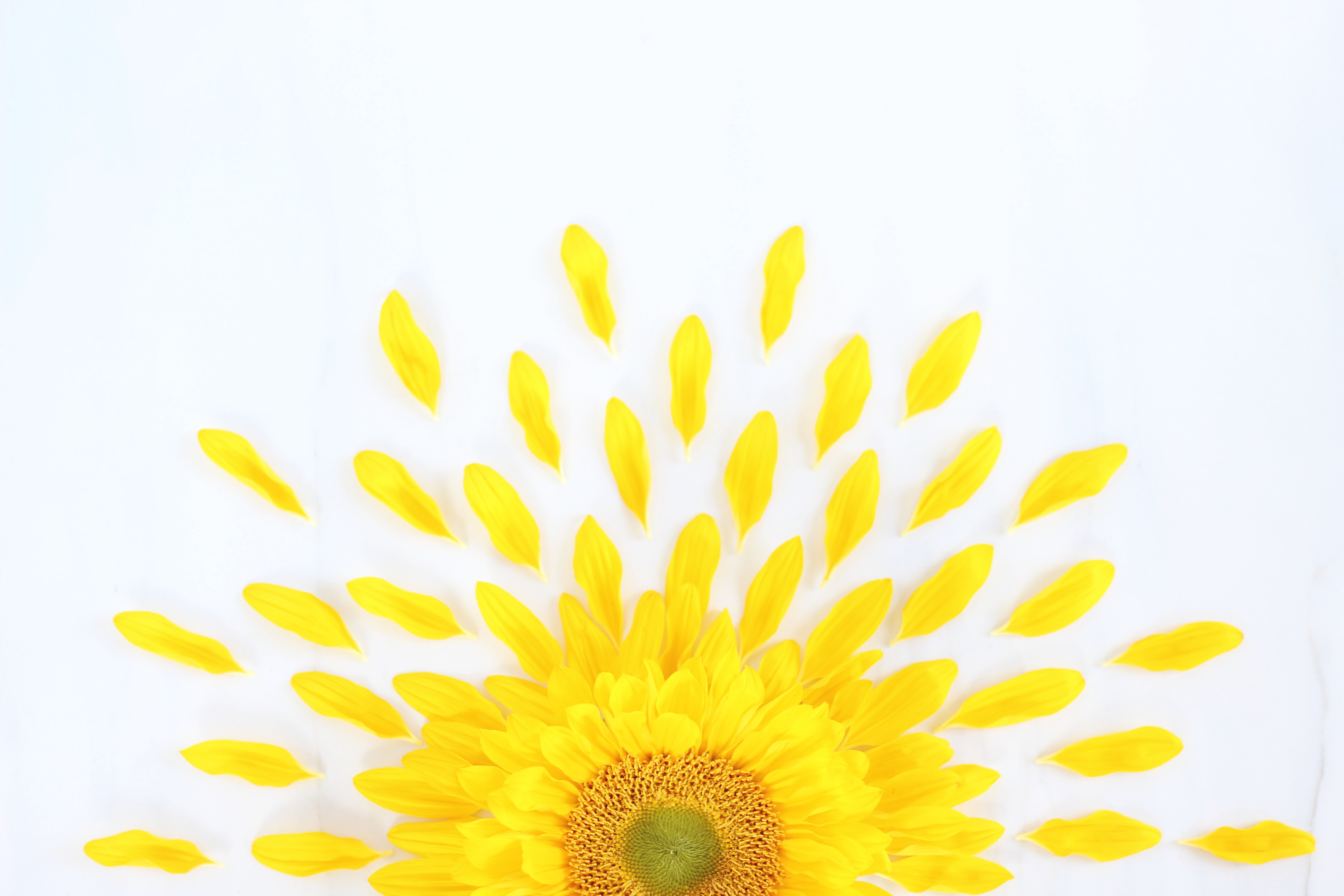 august desktop wallpaper,yellow,flower,gerbera,sunflower,plant