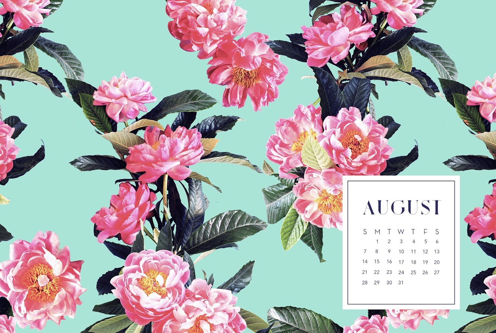 august desktop hintergrund,blume,rosa,pflanze,frühling,blütenblatt