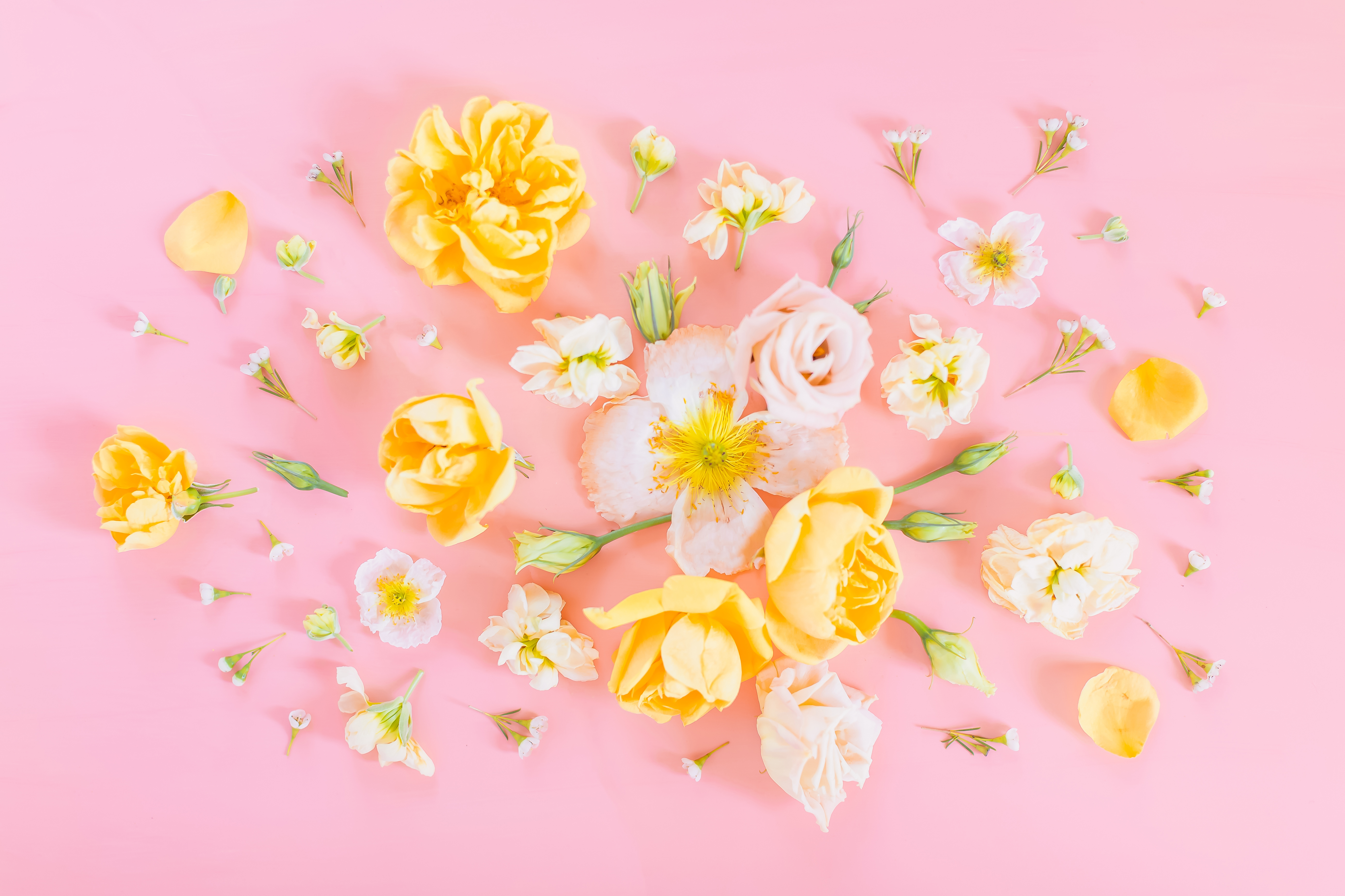 august desktop wallpaper,pink,flower,yellow,petal,plant