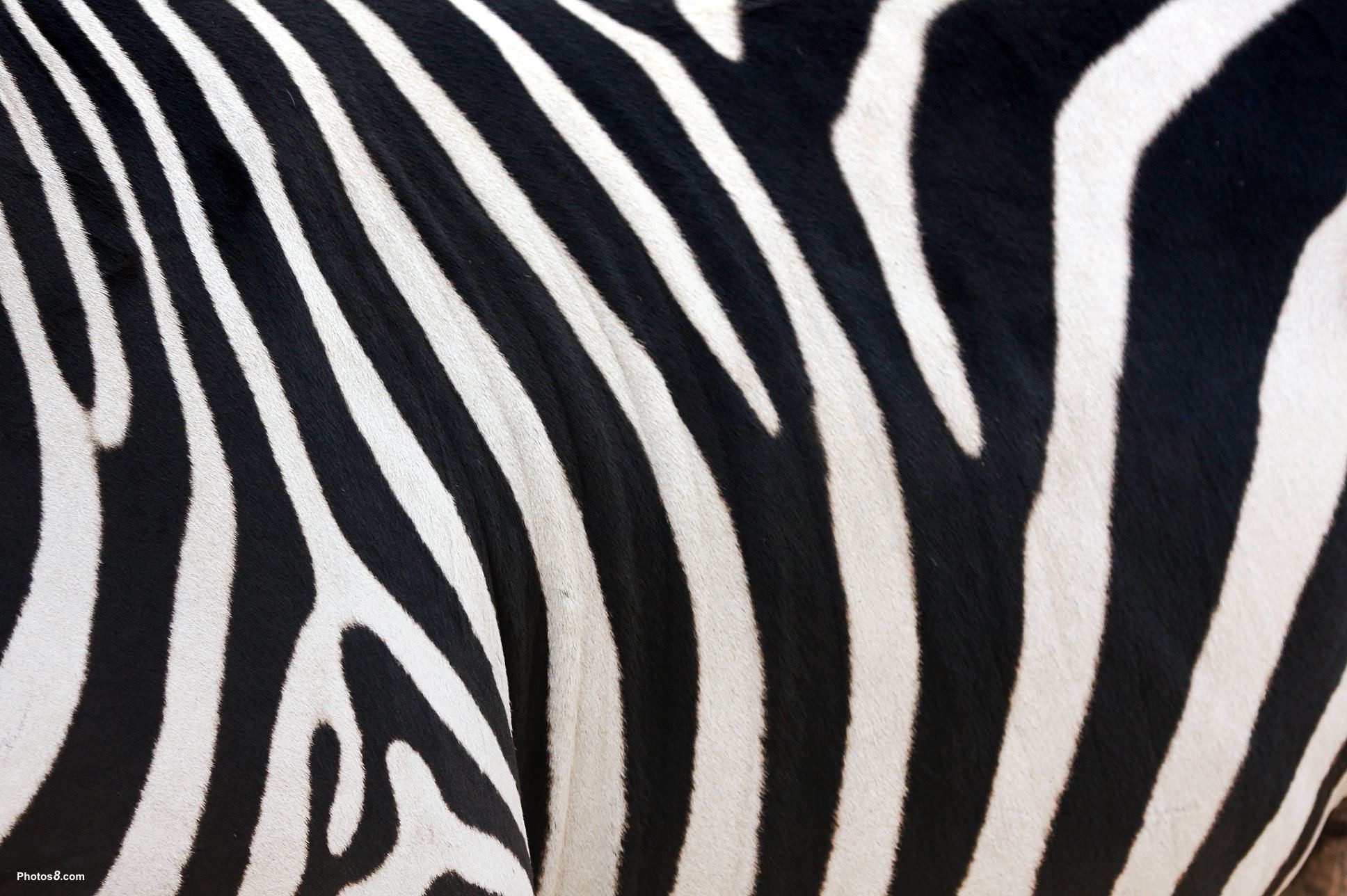 carta da parati a strisce zebrate,natura,bianco e nero,animale terrestre,zebra,modello