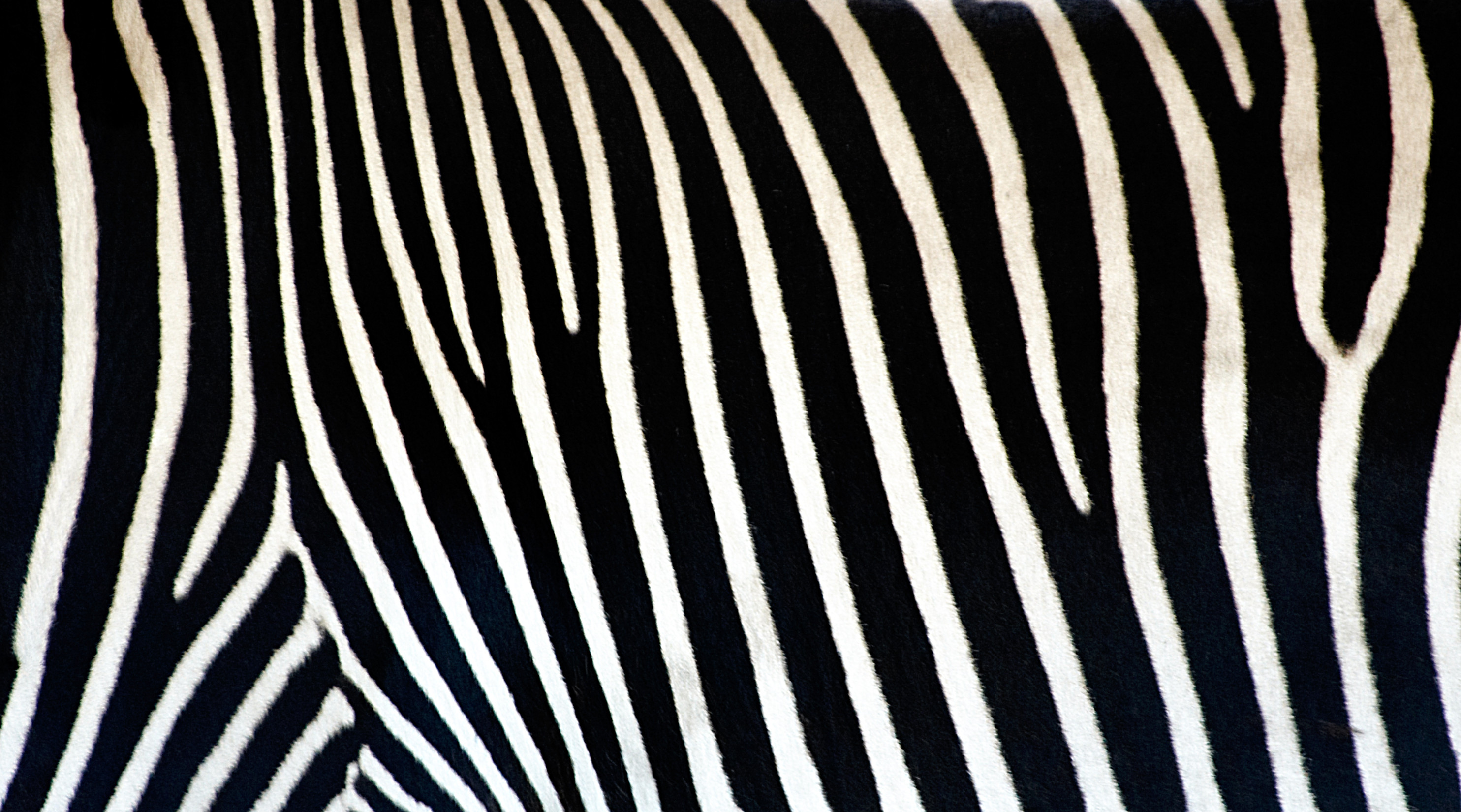 carta da parati a strisce zebrate,modello,monocromatico,bianco e nero,linea,design