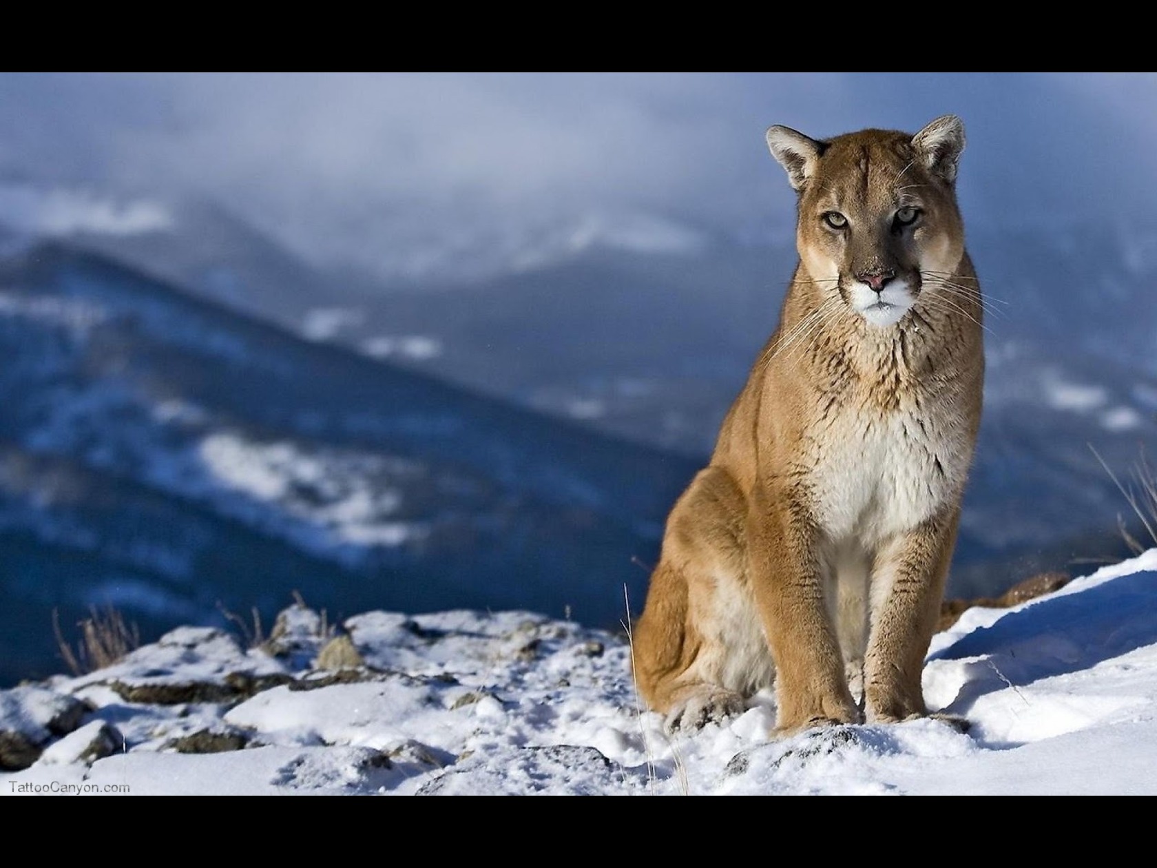 os xマウンテンライオン壁紙,野生動物,プーマ,クーガー,ネコ科,ひげ