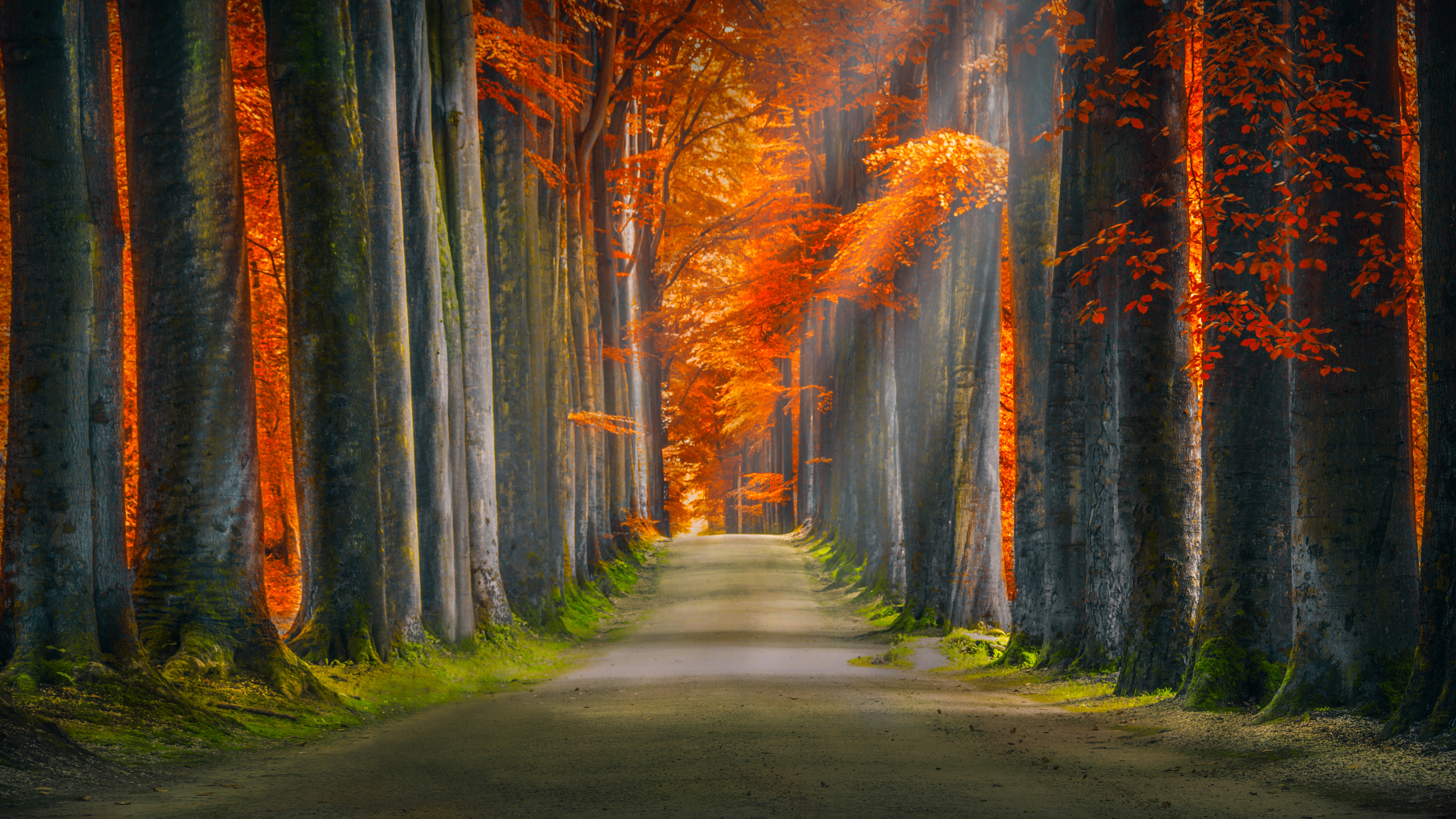 descarga de fondo de pantalla 5k,árbol,naturaleza,paisaje natural,hoja,bosque