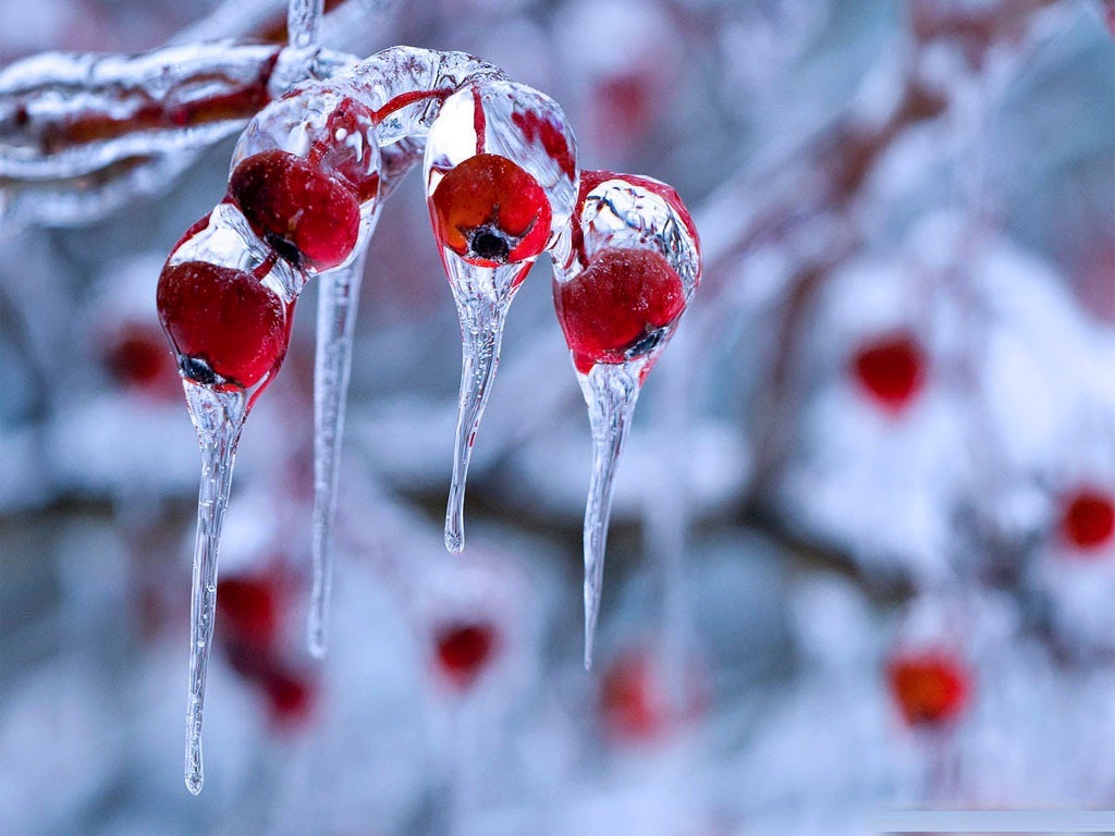 christmas mac wallpaper,red,freezing,rose hip,water,frost