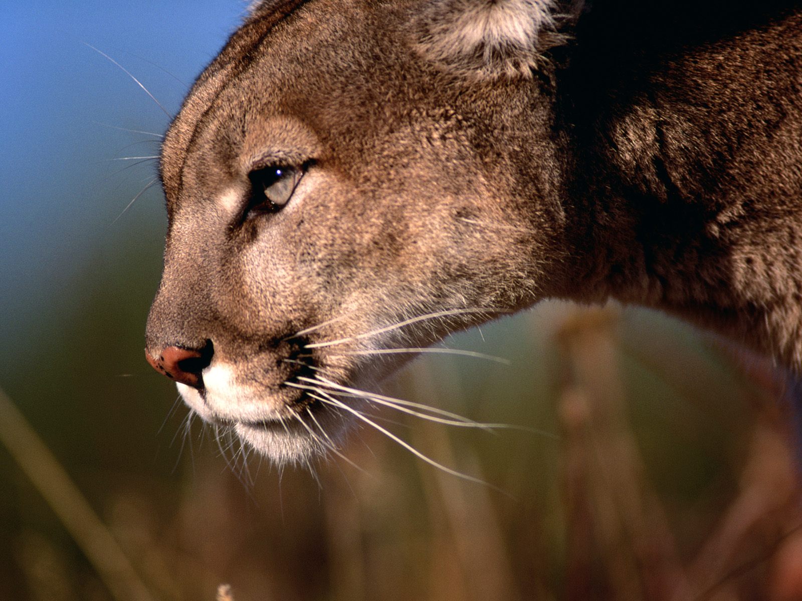 os x berglöwe tapete,tierwelt,landtier,puma,puma,felidae