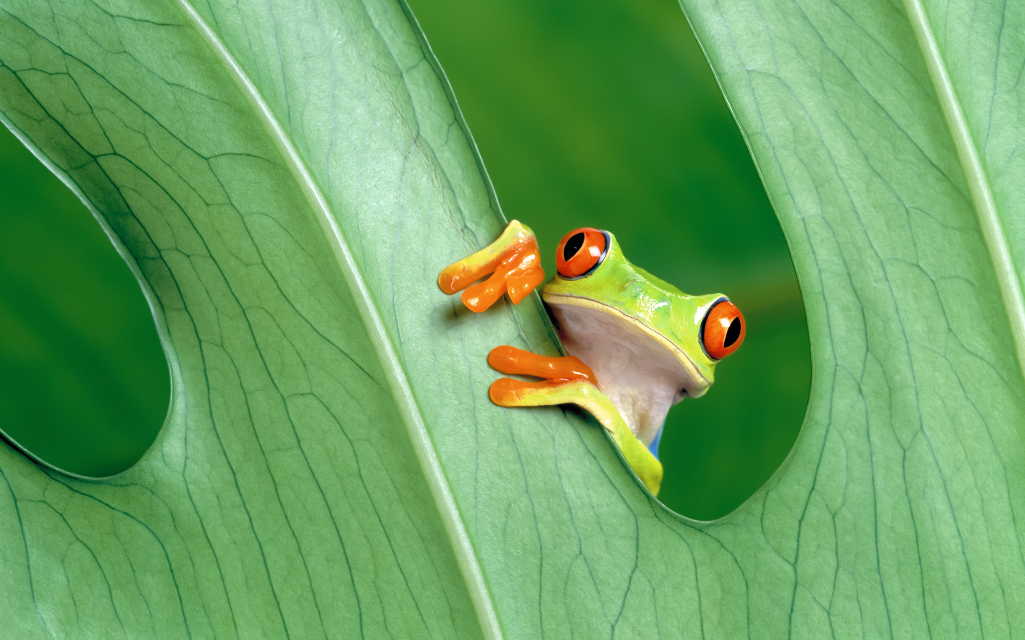 os x berglöwe tapete,laubfrosch,frosch,rotäugiger laubfrosch,laubfrosch,blatt